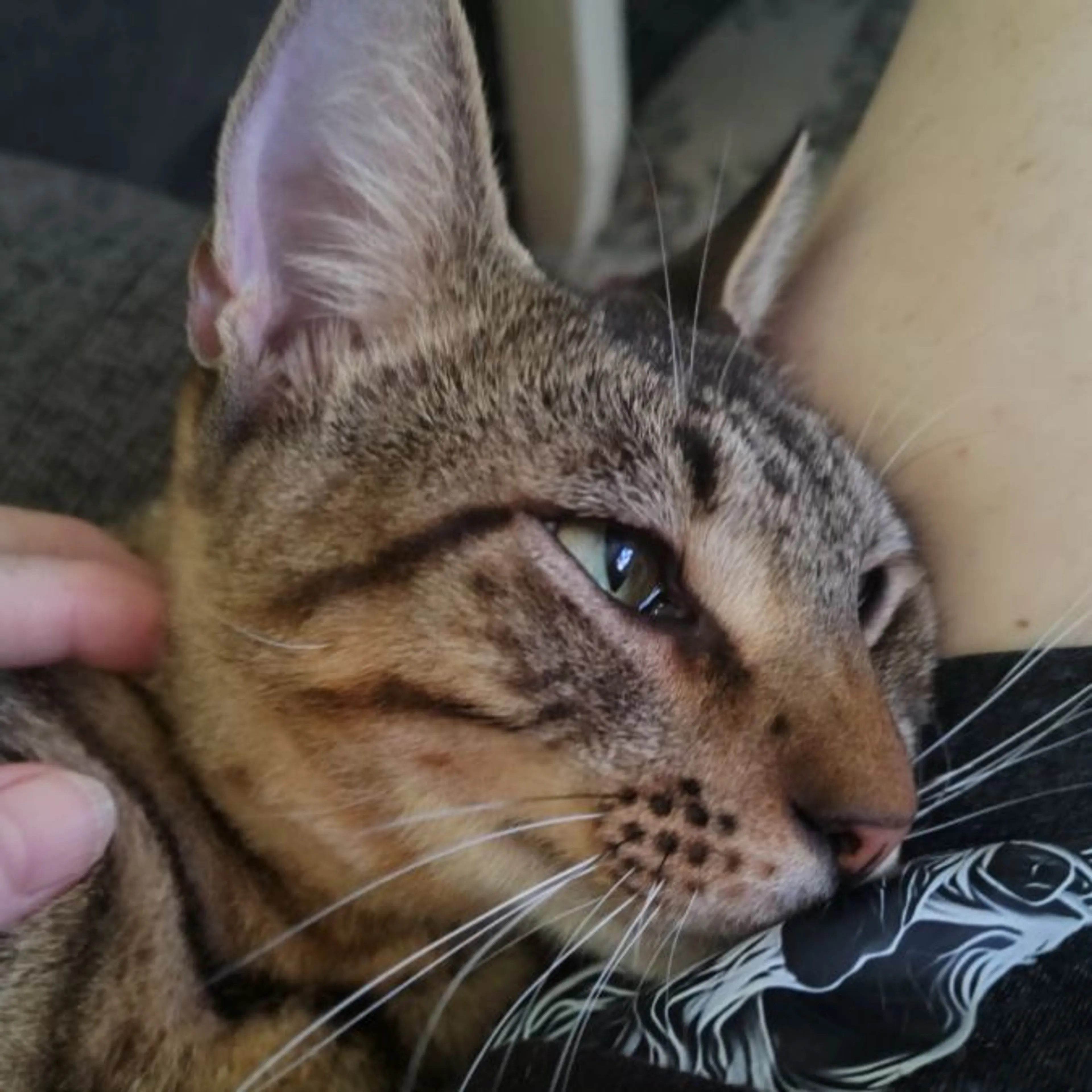 Lost pet