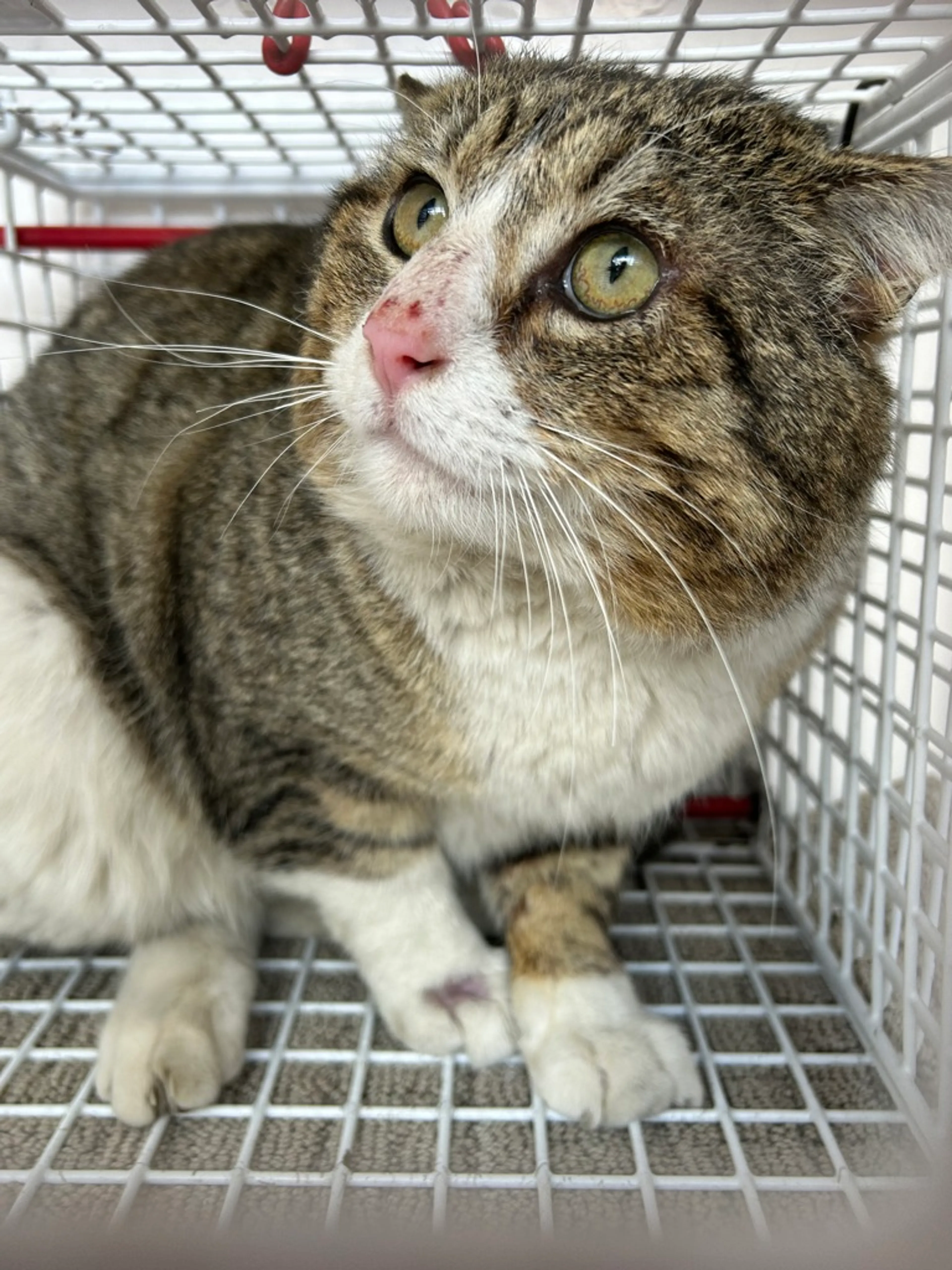 Found pet-1