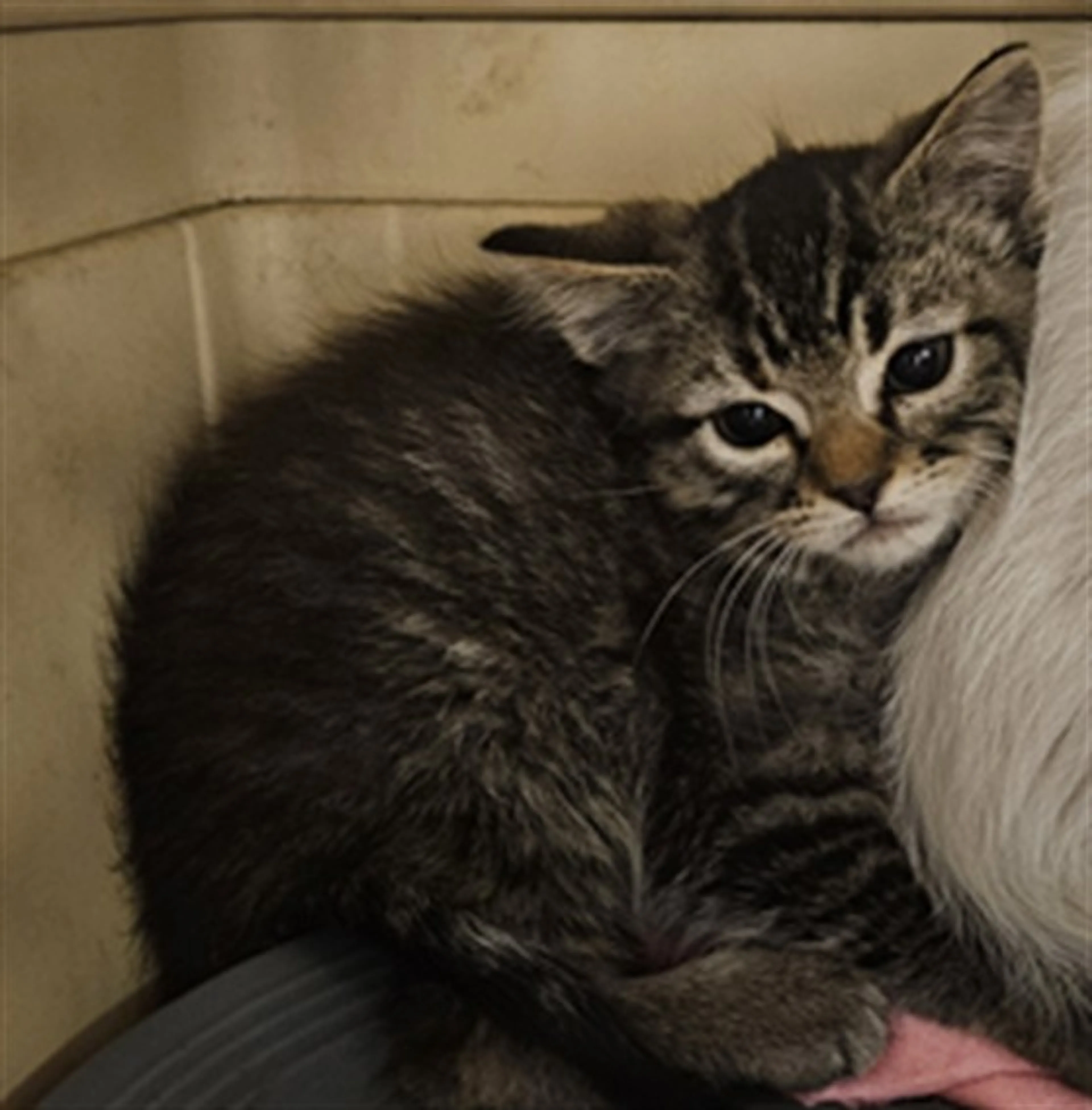 Found pet