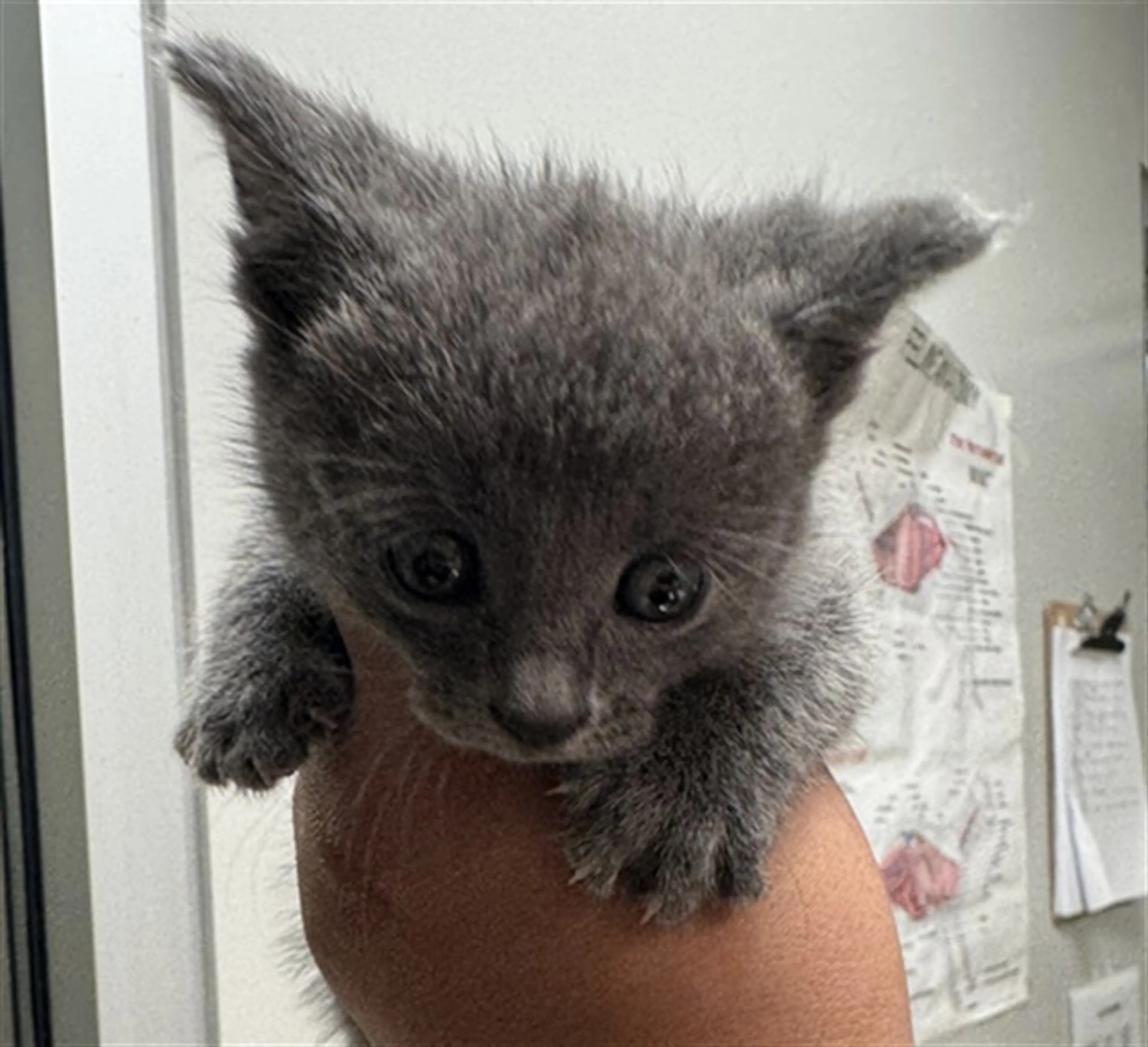 Found pet