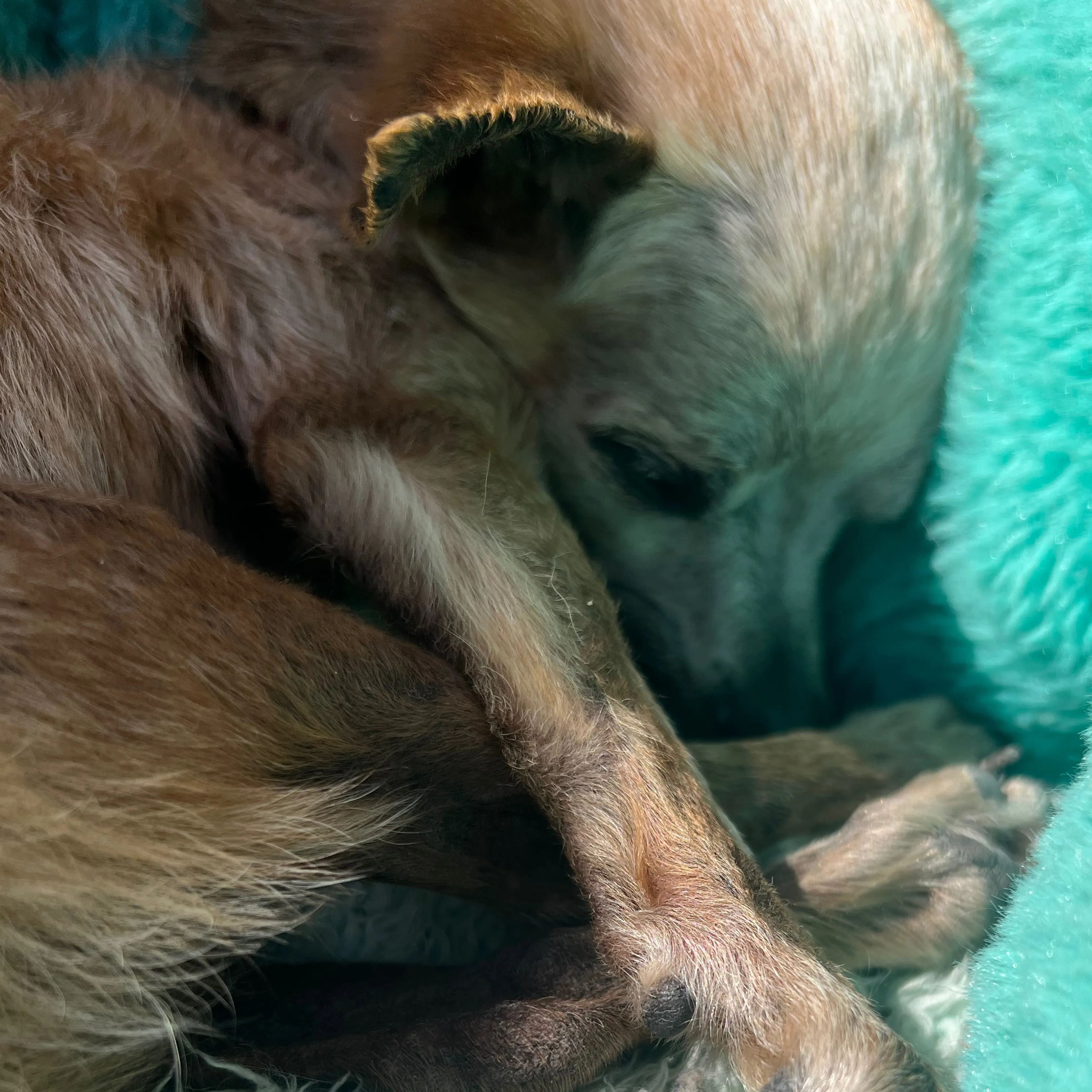 Found pet-1