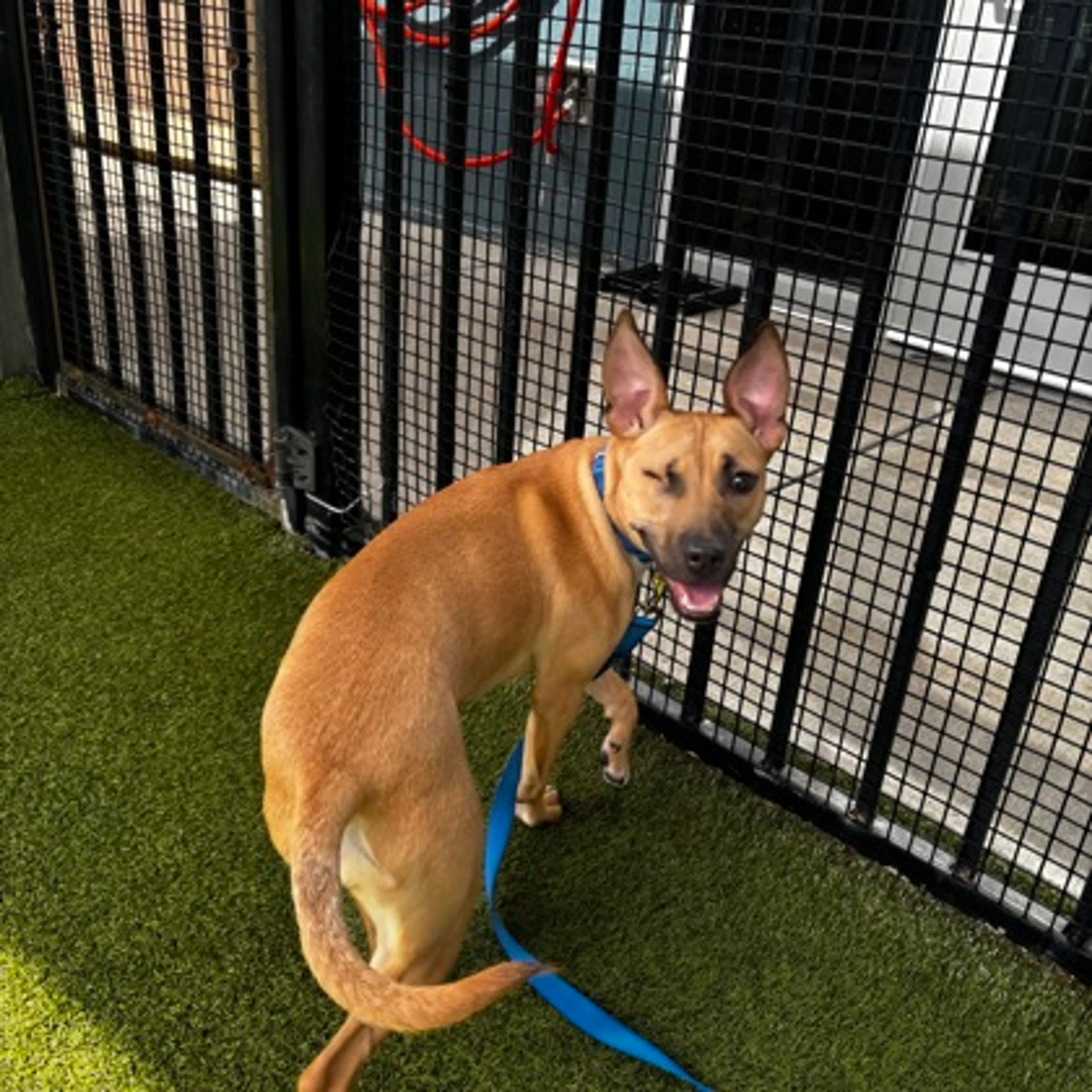 Found pet-1