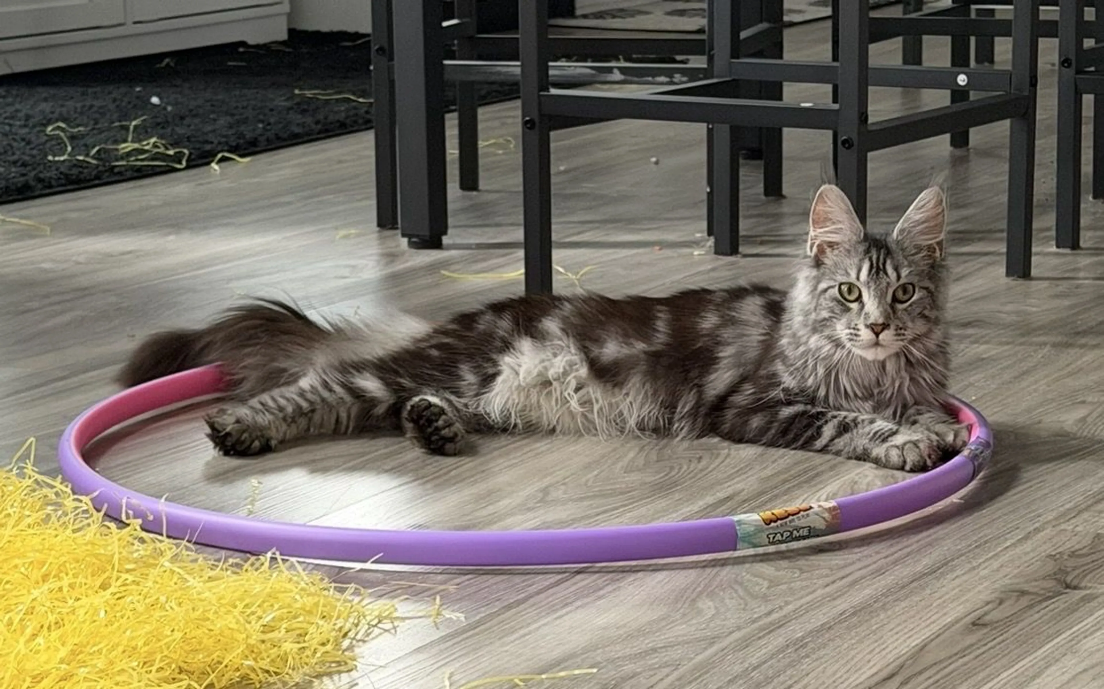Lost pet-2