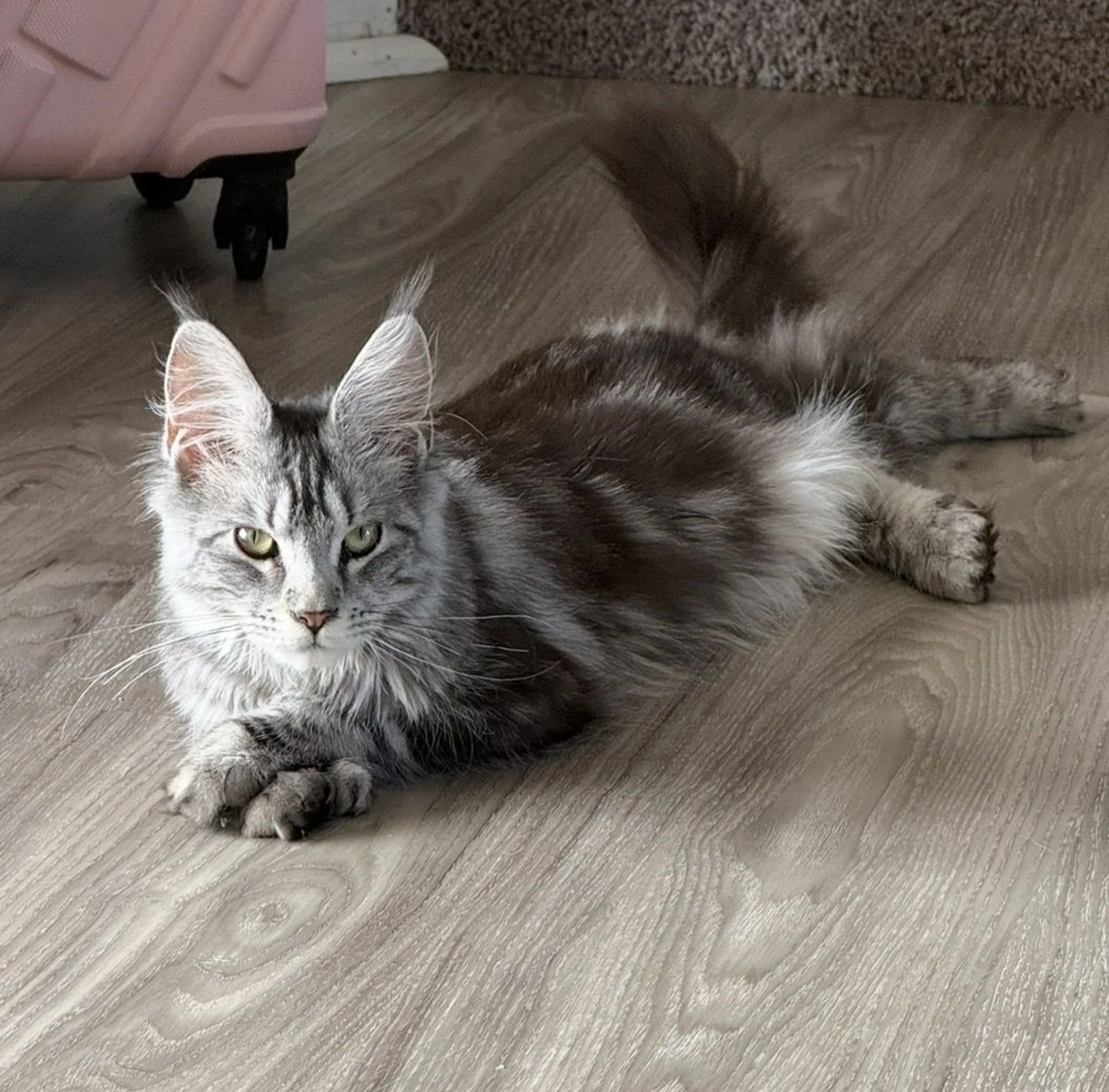 Lost pet-1