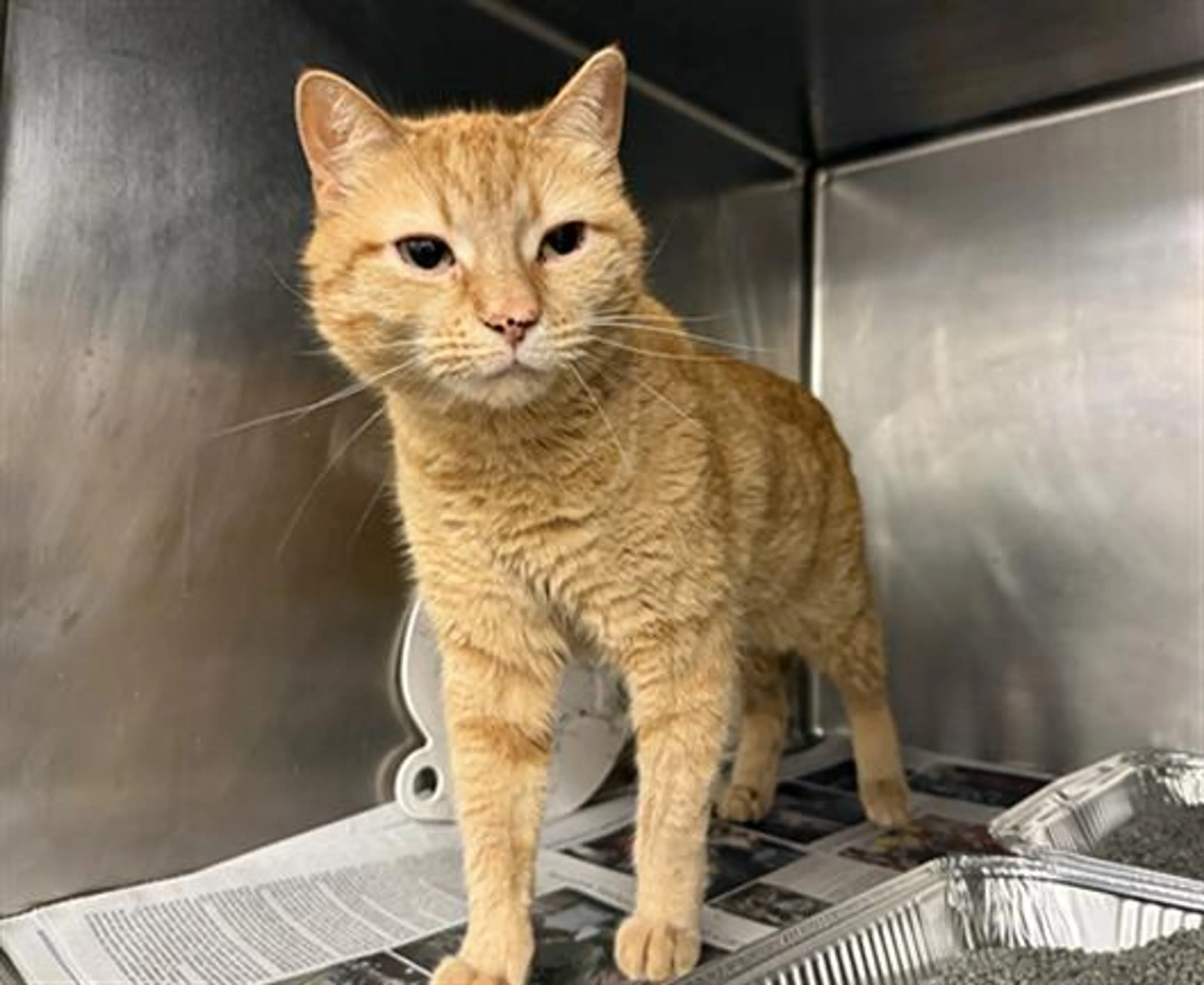 Found pet
