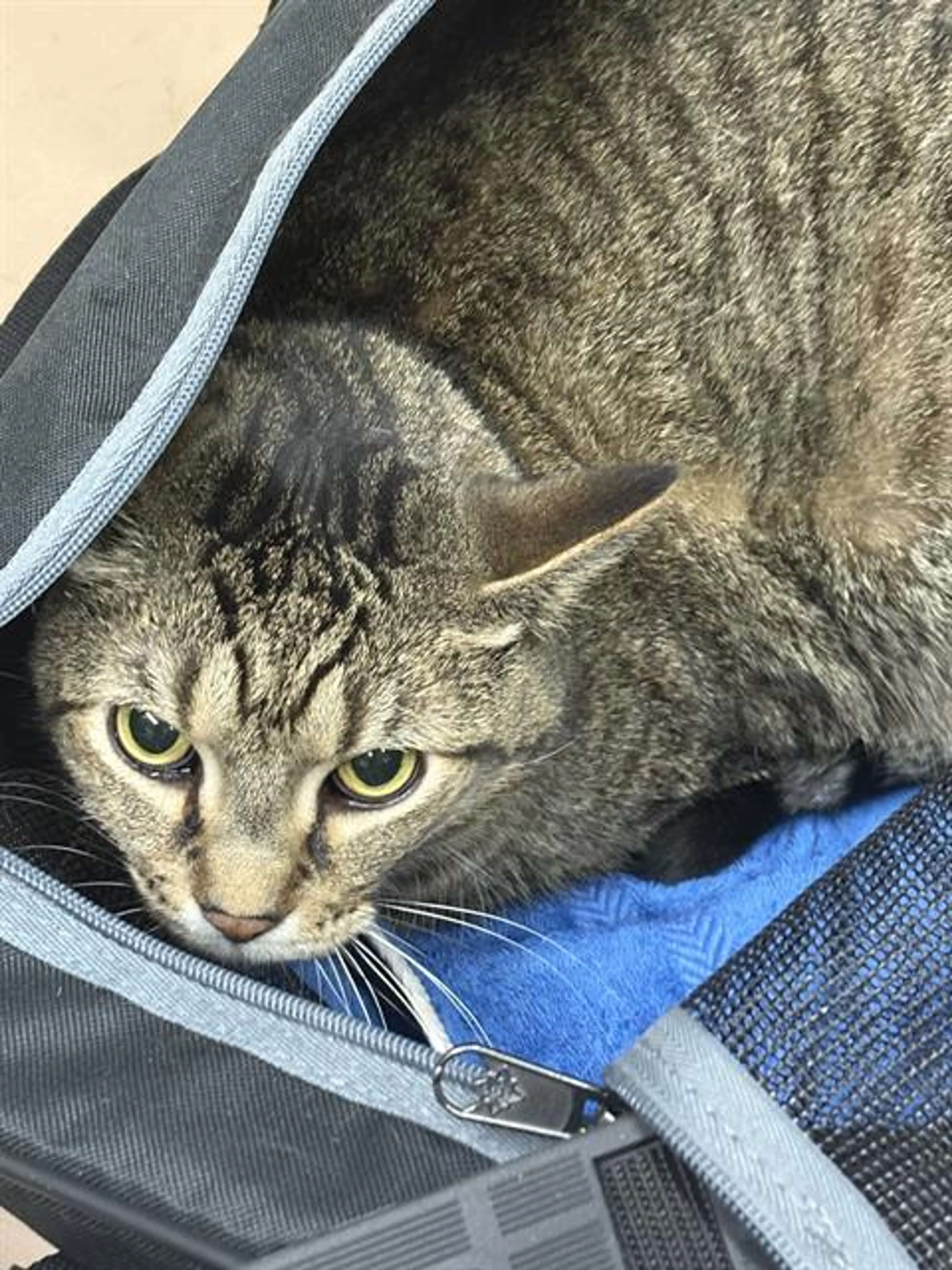 Found pet