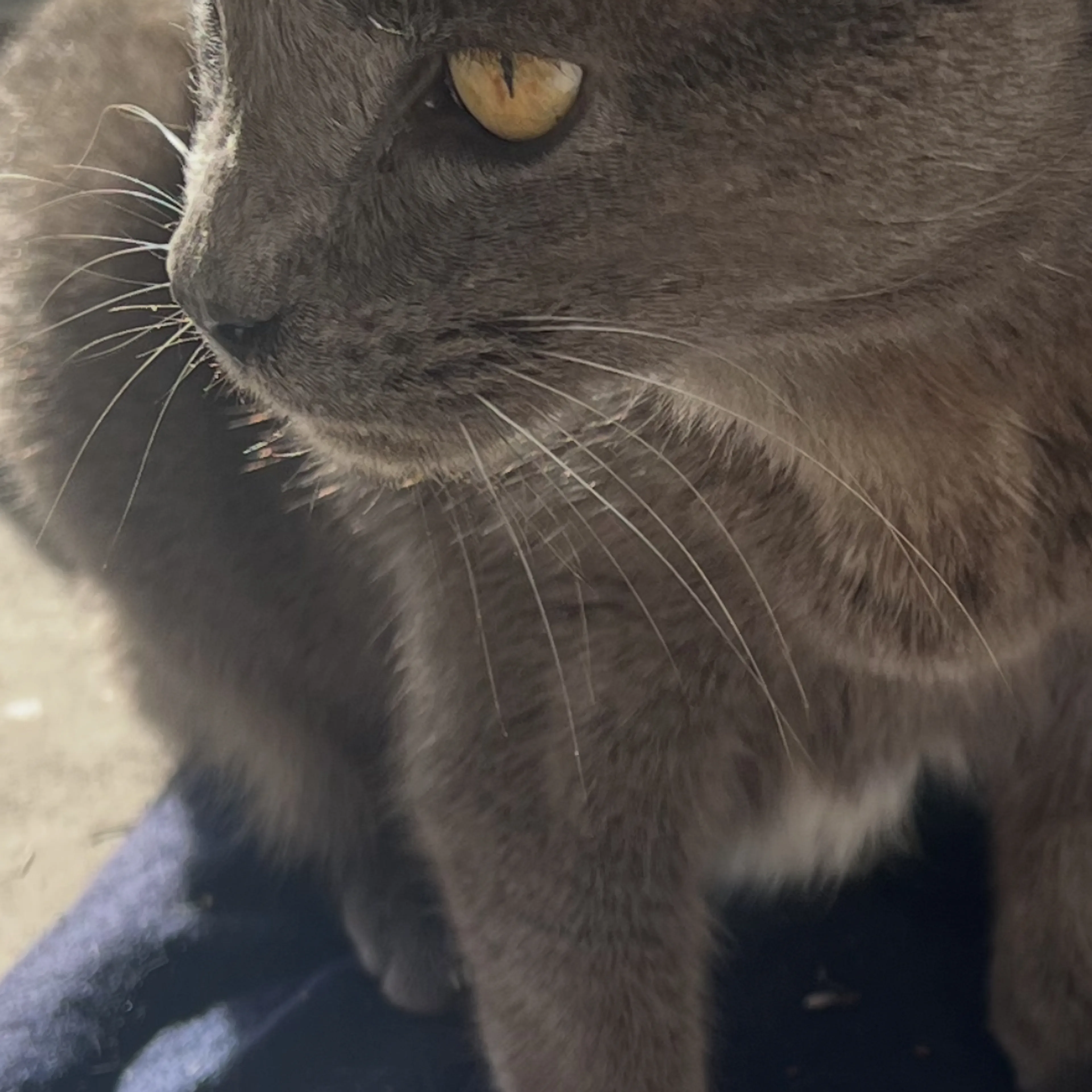 Lost pet-3