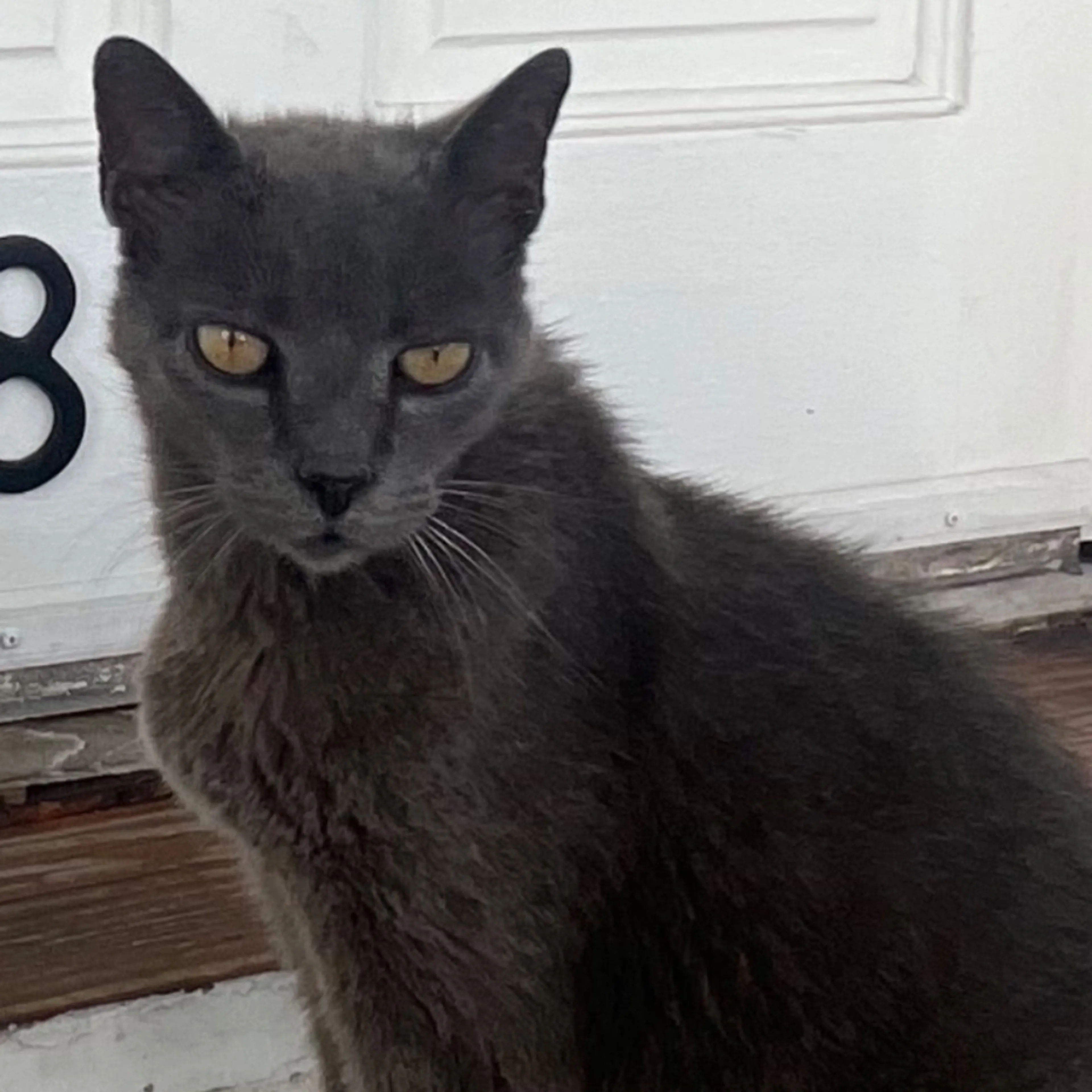 Lost pet-0