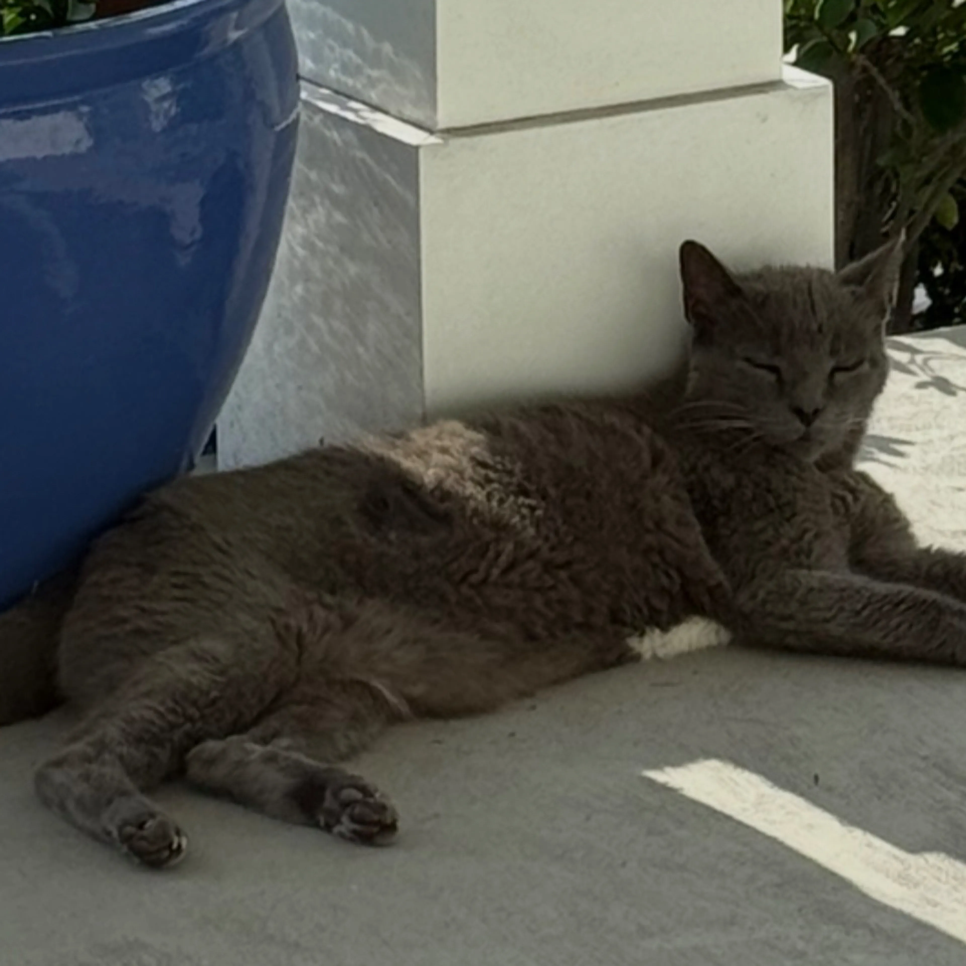 Lost pet-1