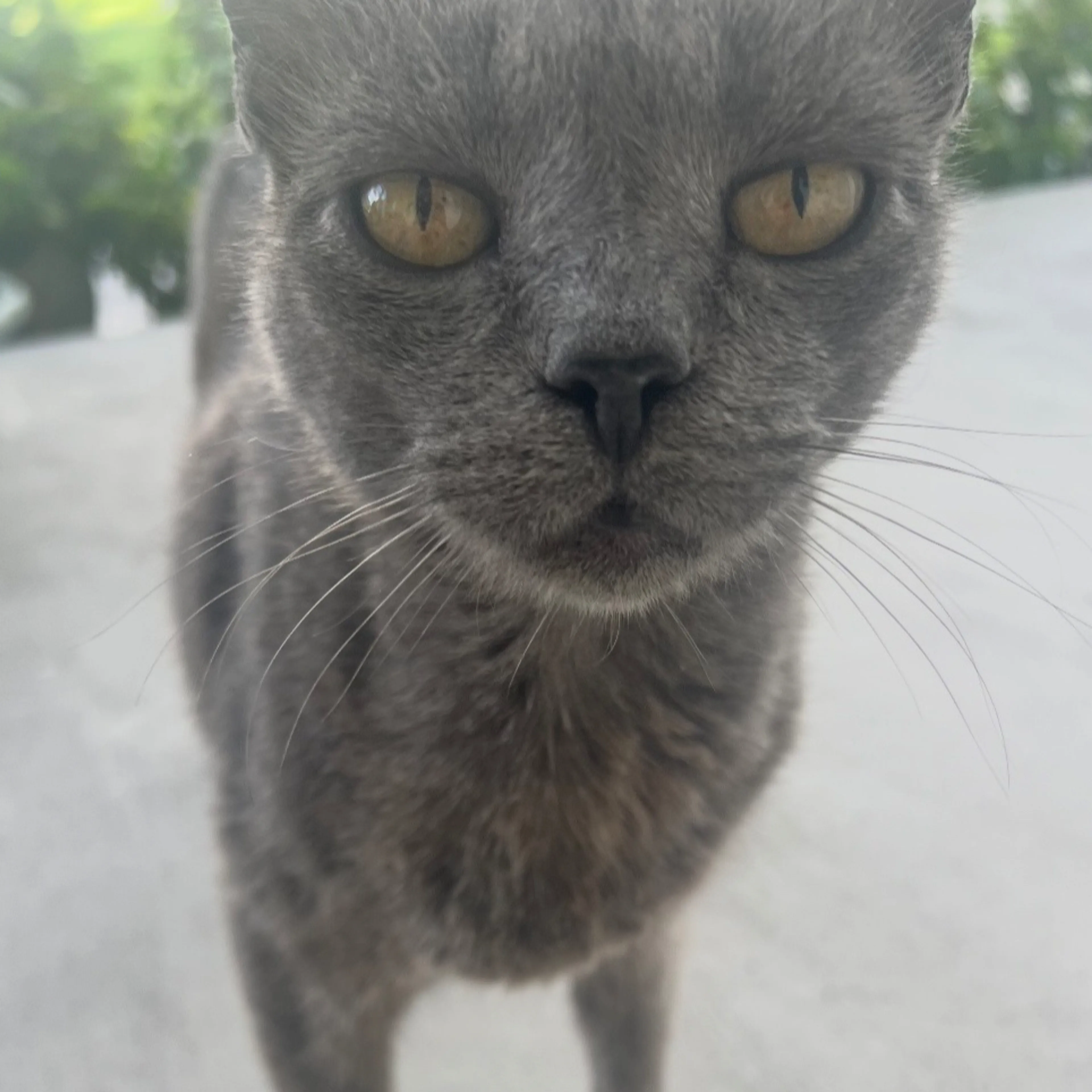 Lost pet-2