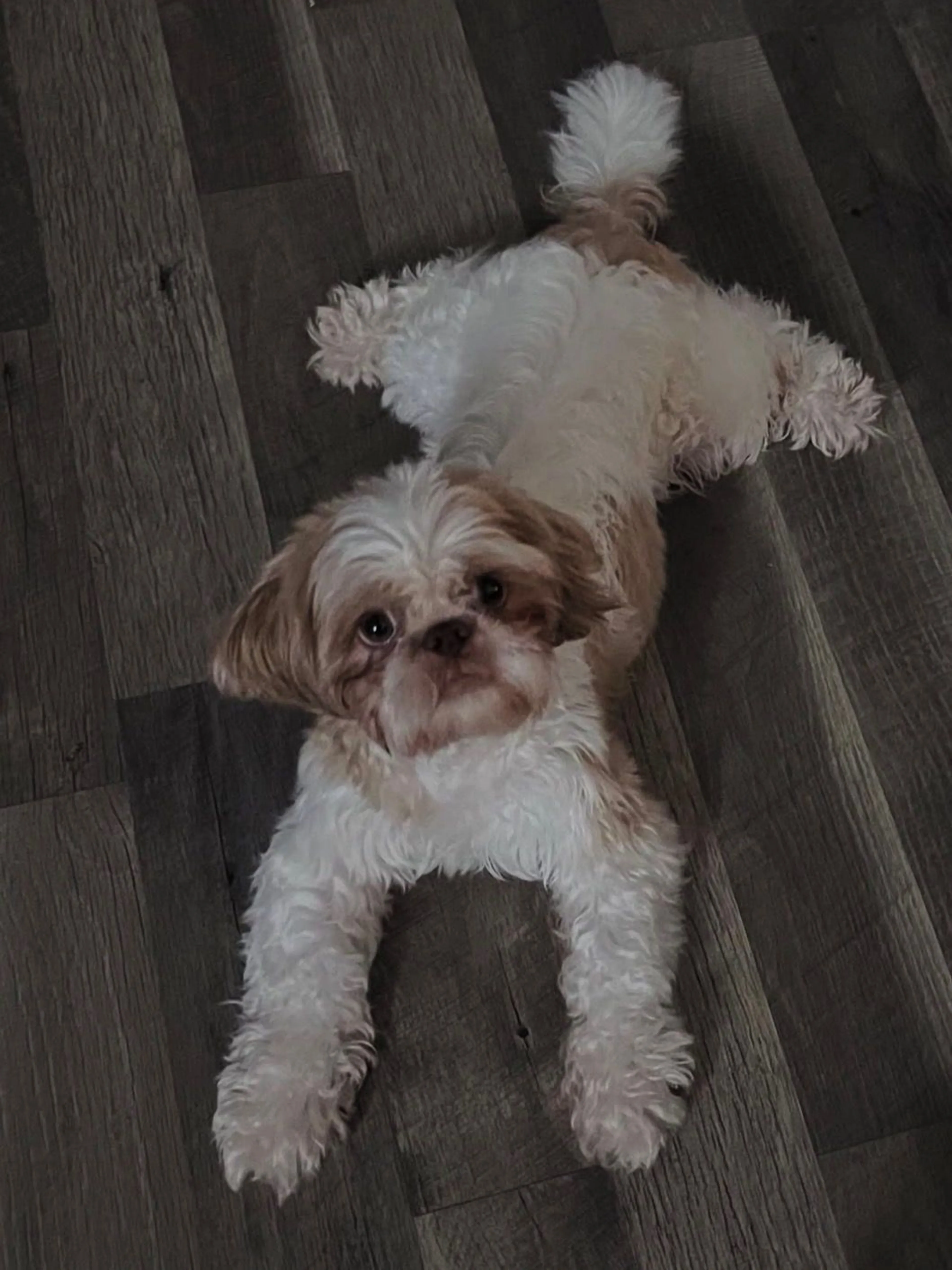 Lost pet
