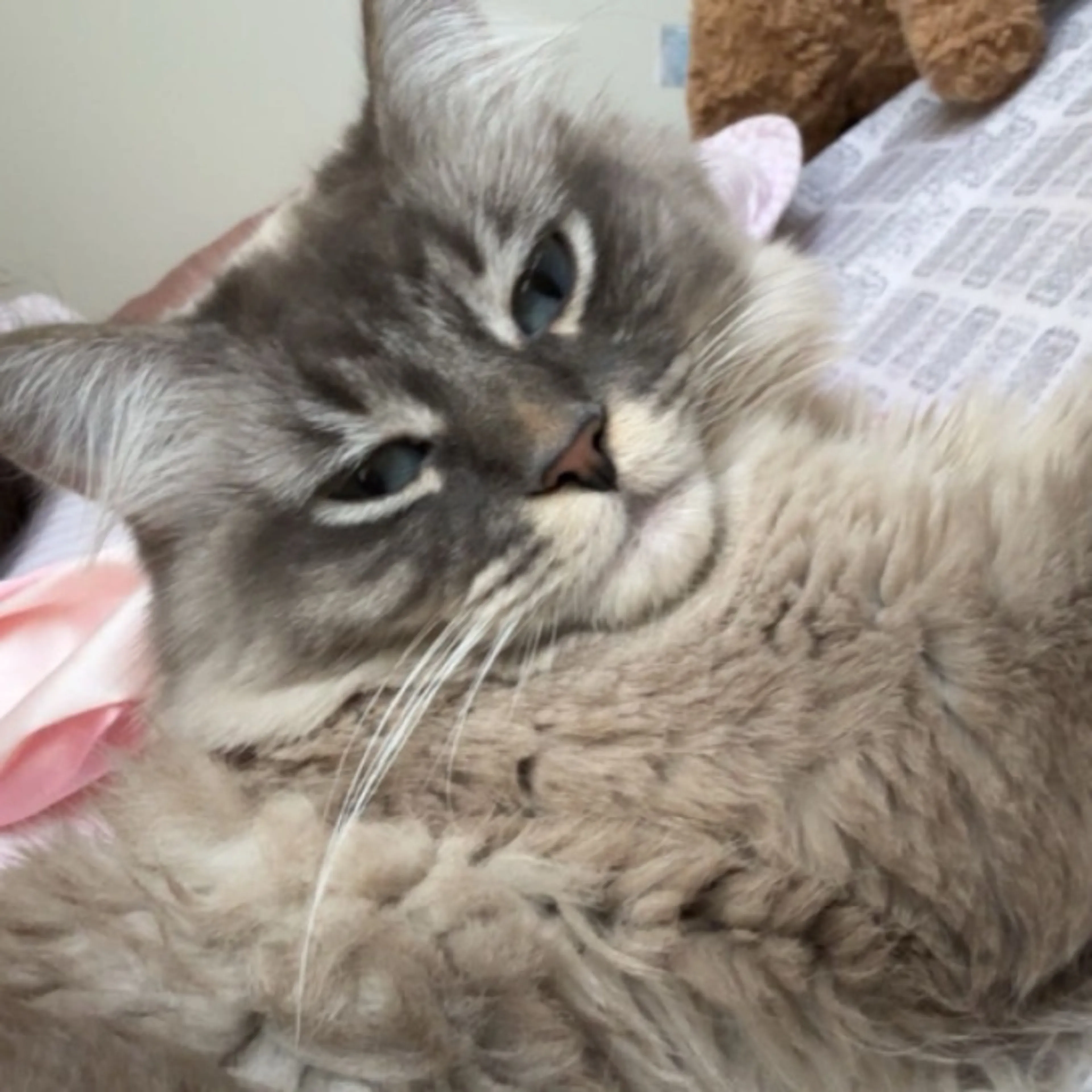 Lost pet