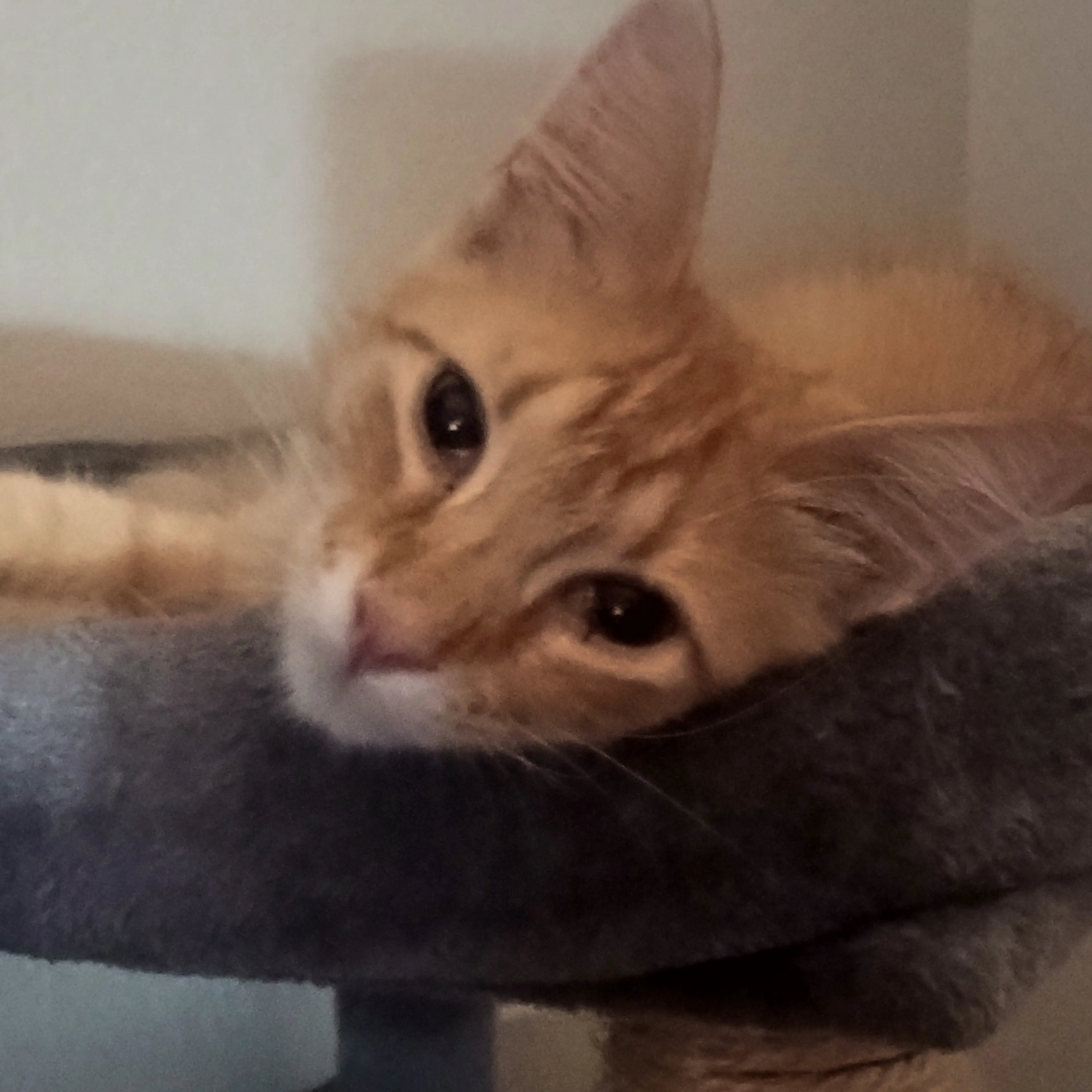 Lost pet-3