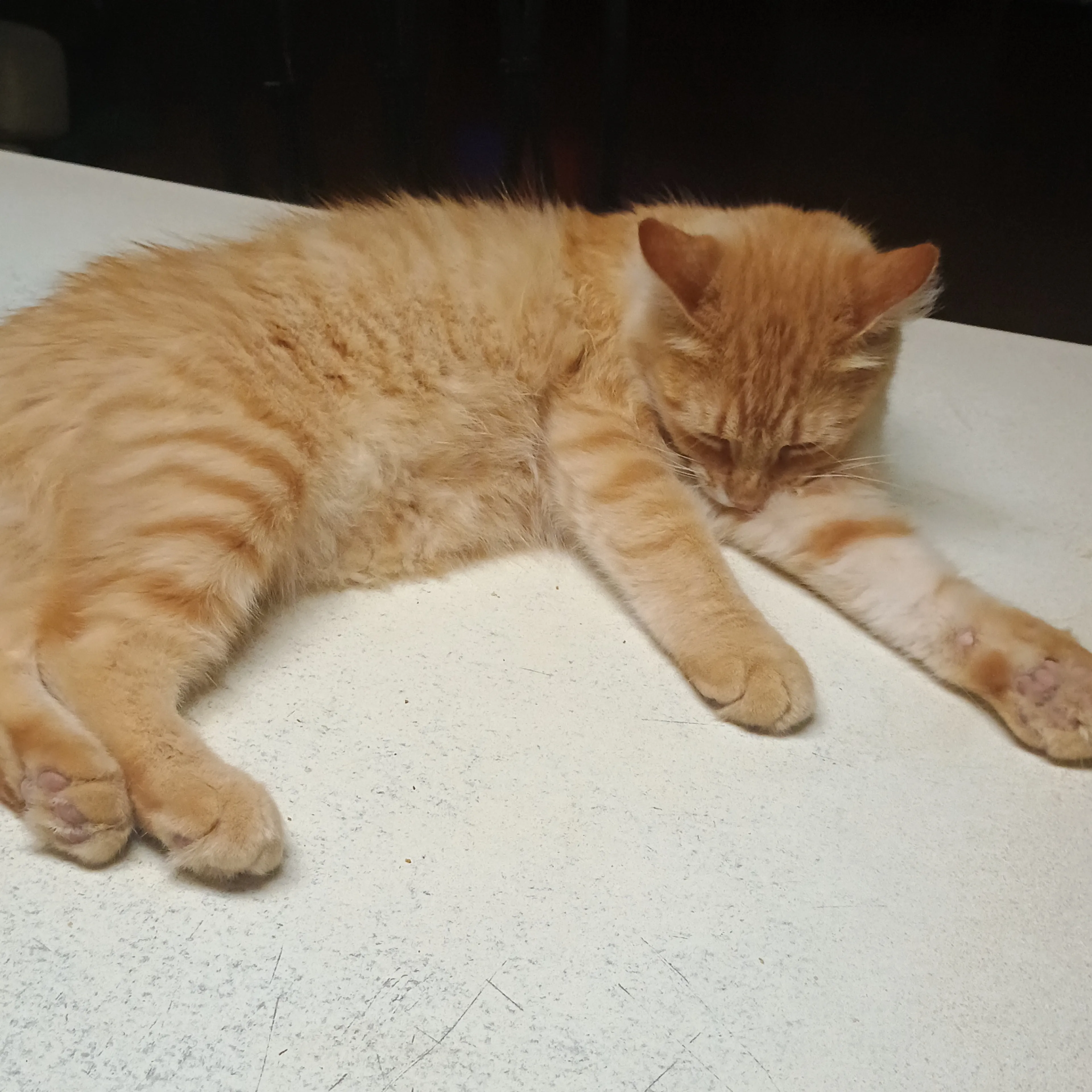 Lost pet-1