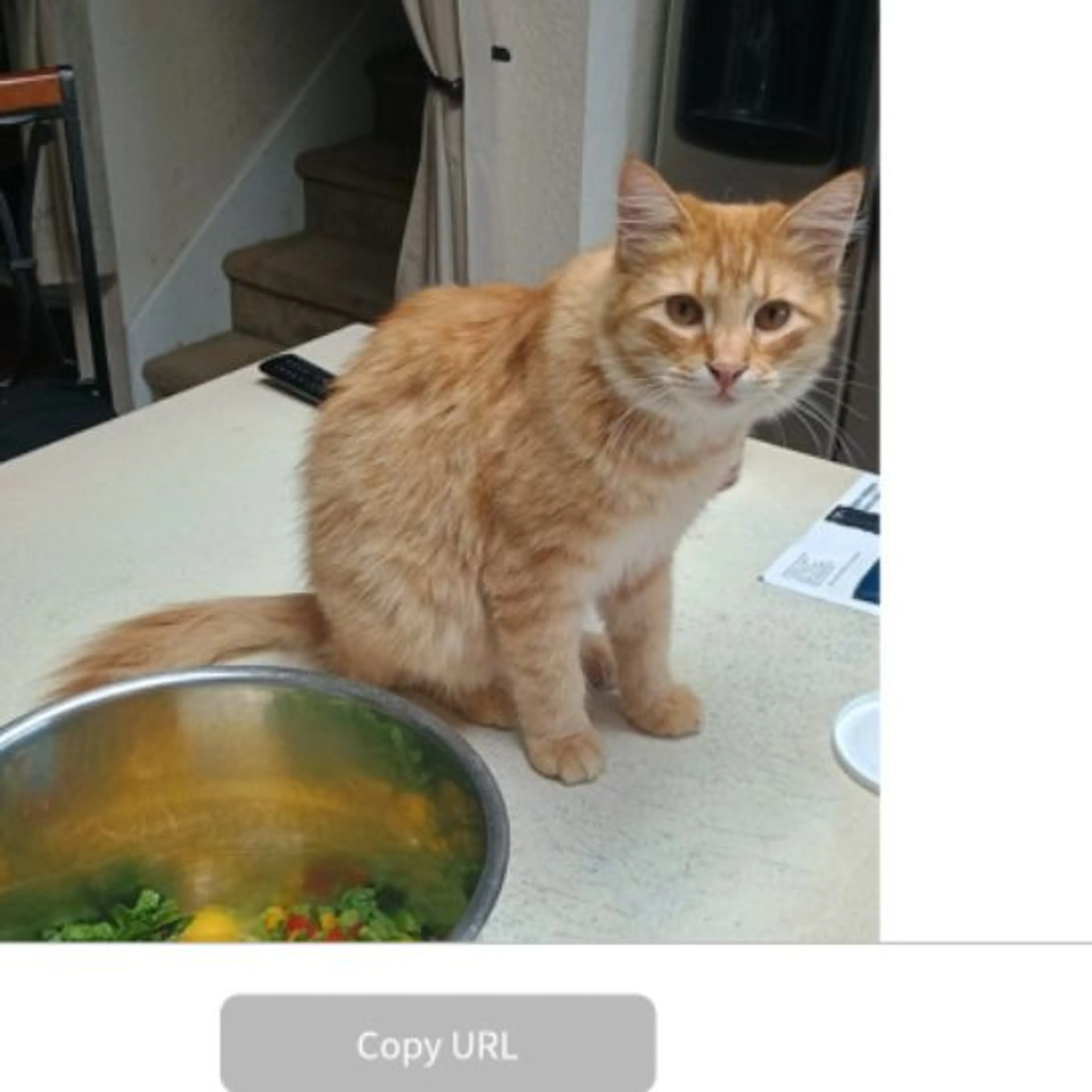Lost pet-0