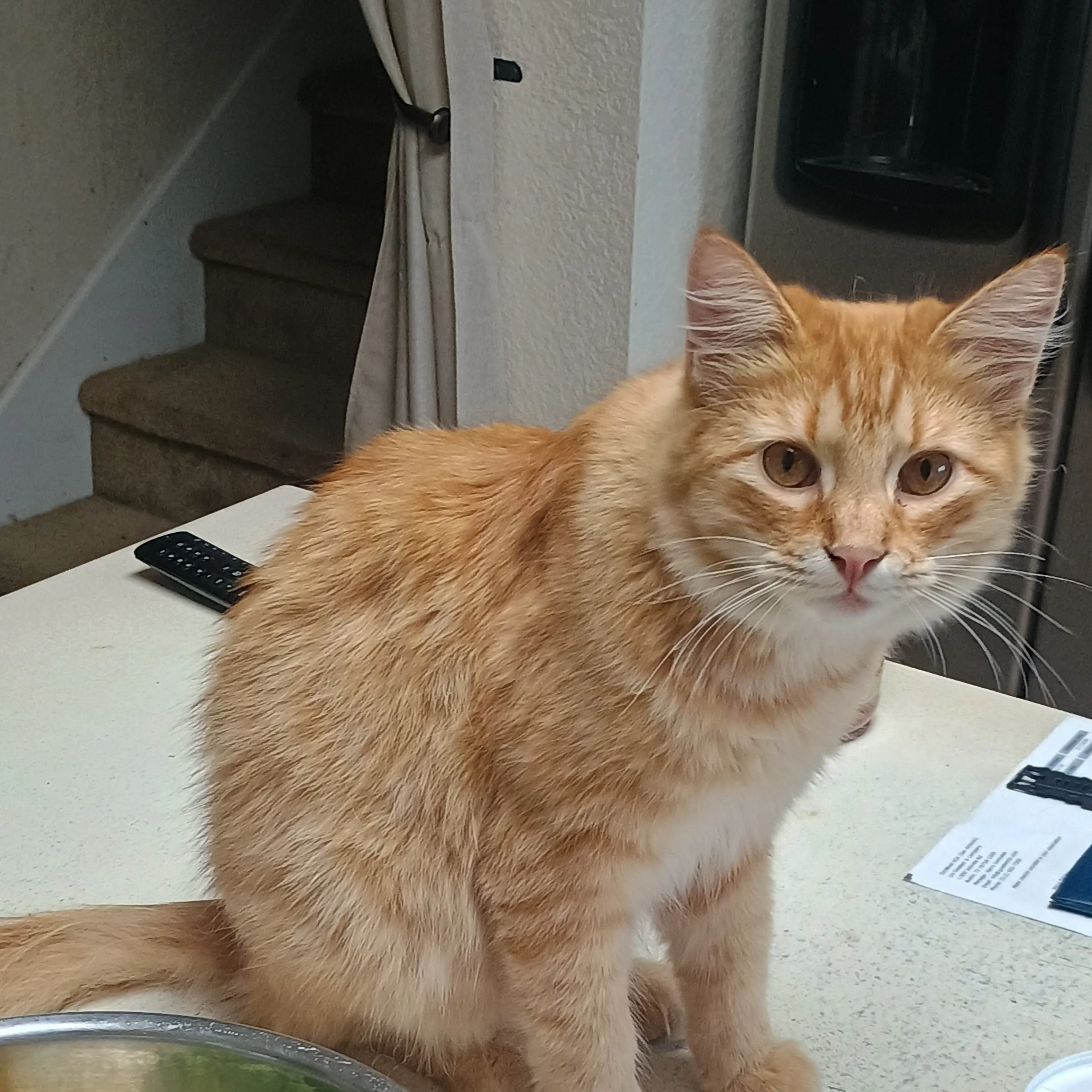 Lost pet-2