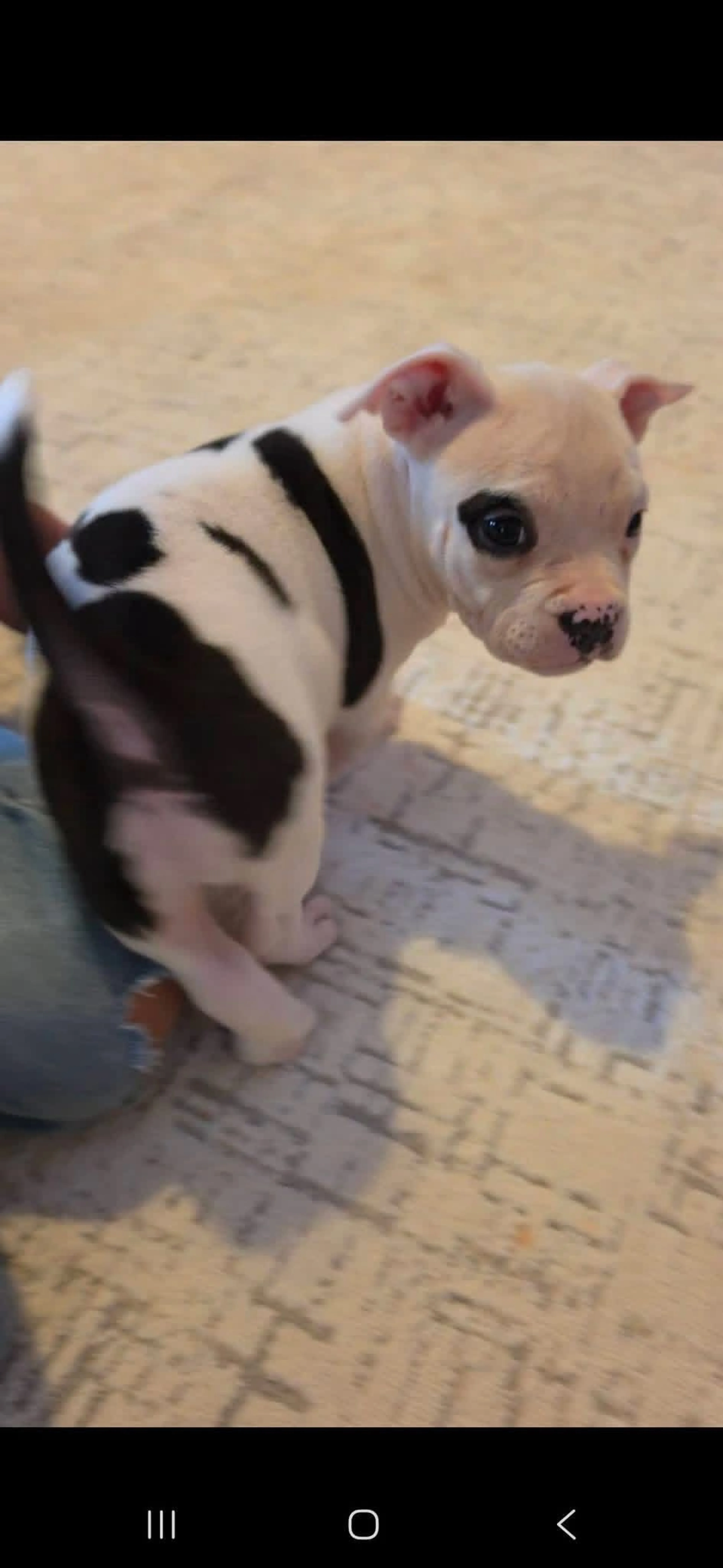 Lost pet