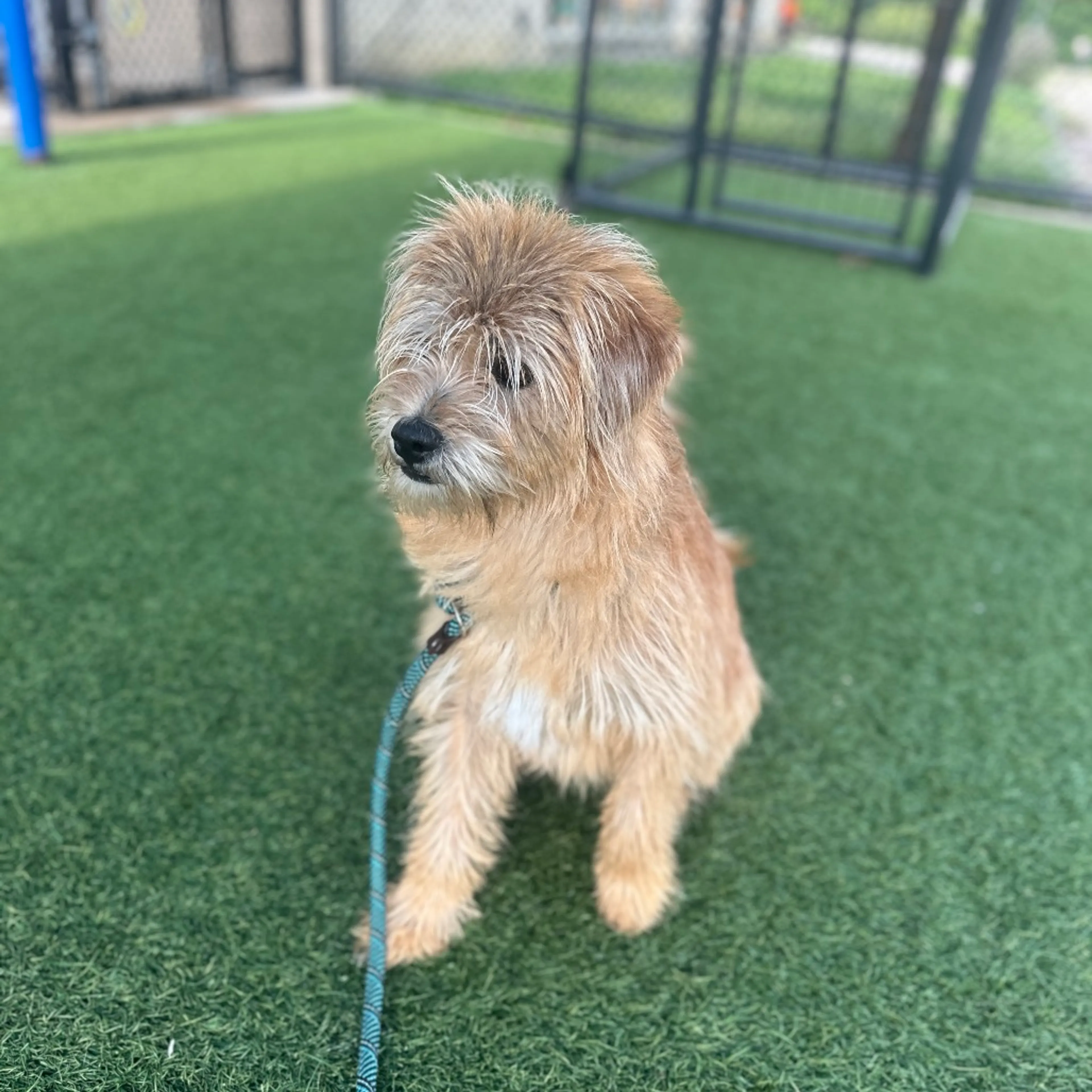 Found pet-4
