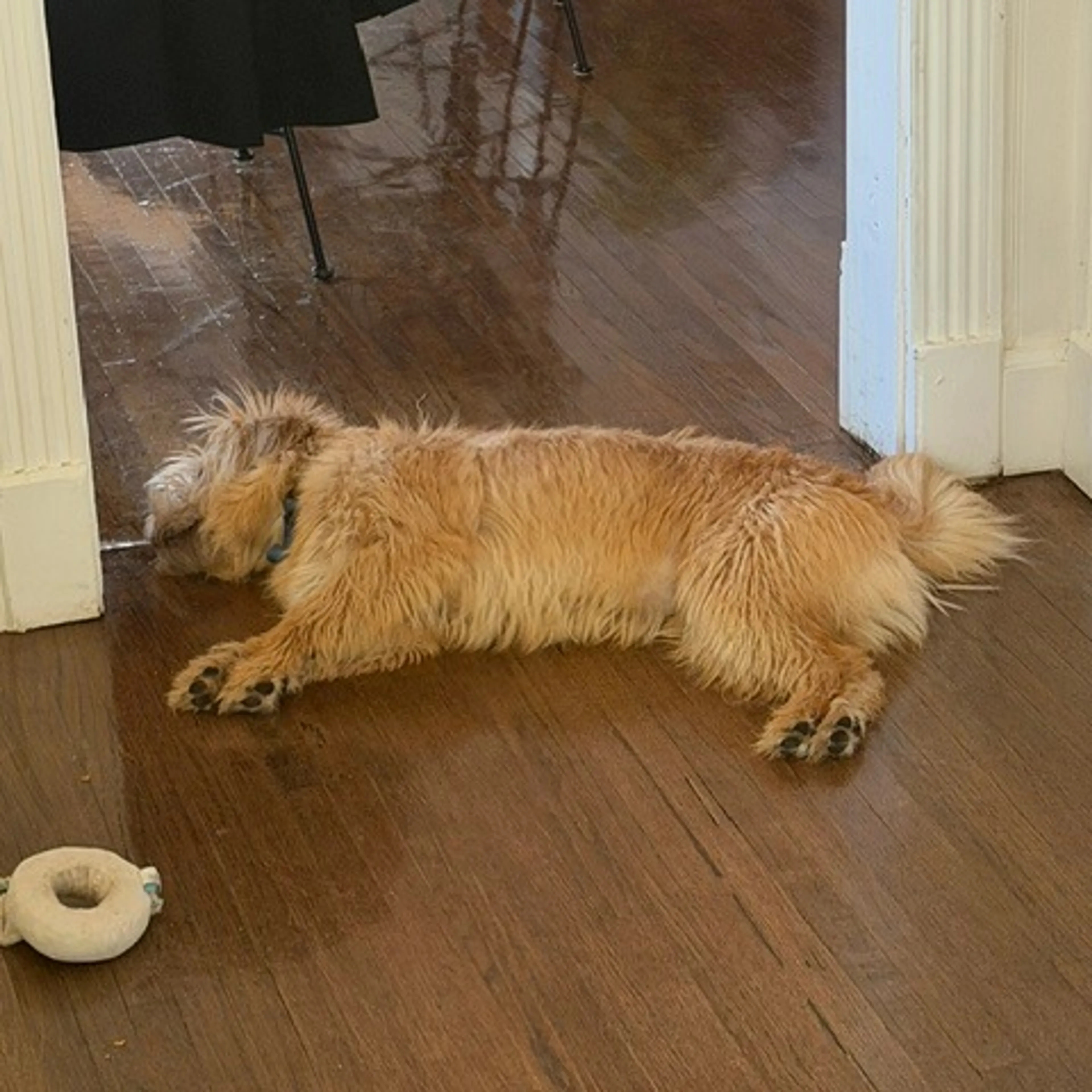 Found pet-7