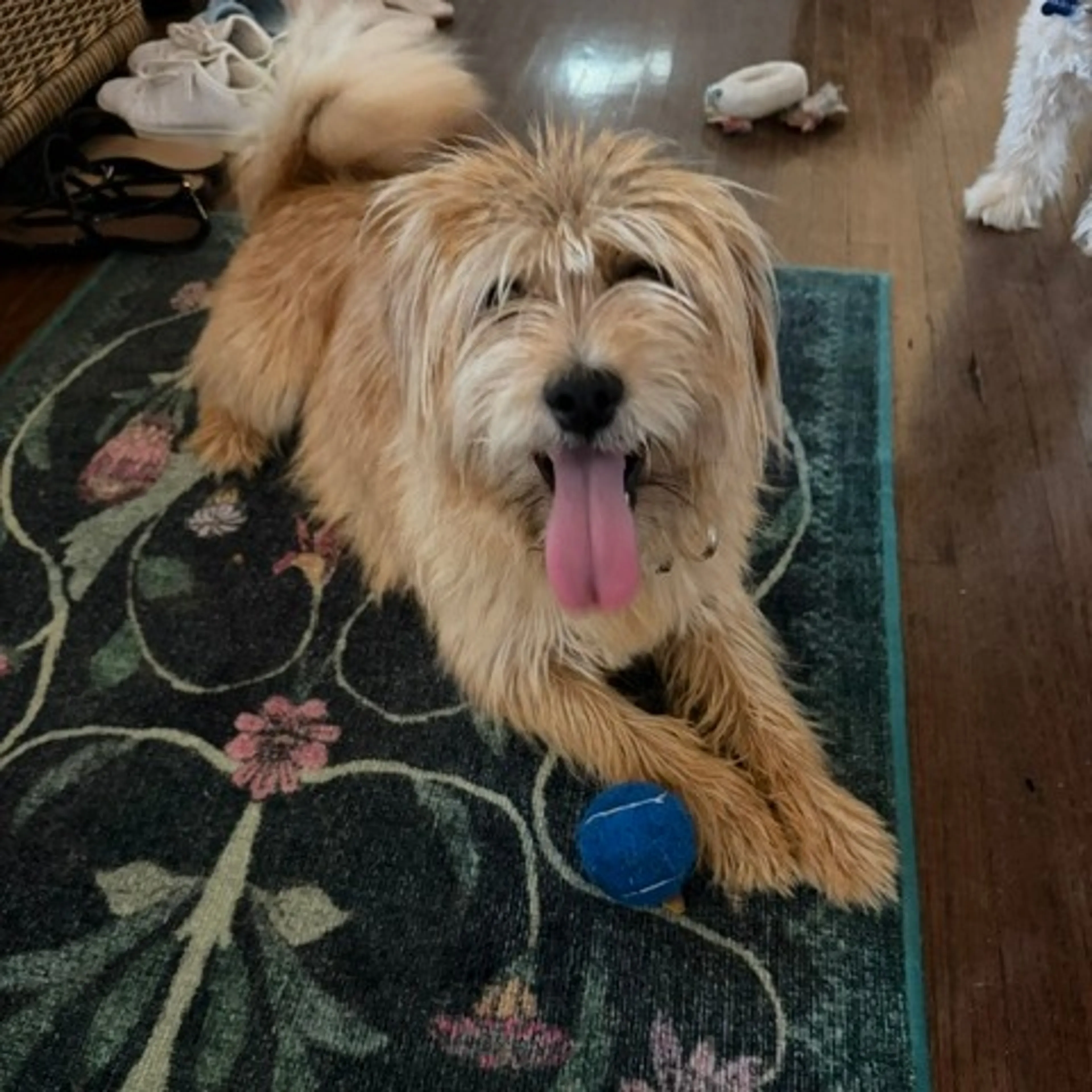 Found pet-9