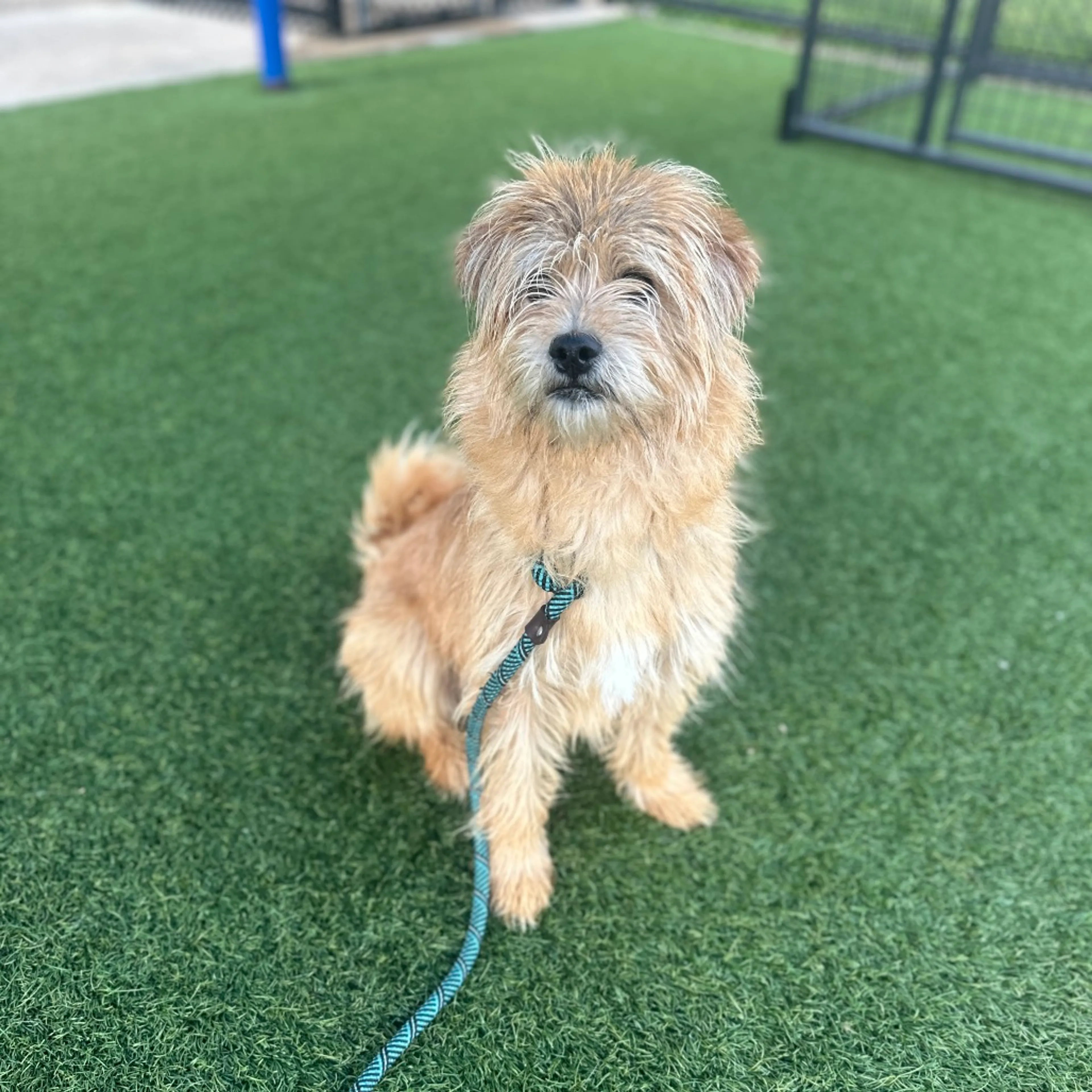Found pet-3