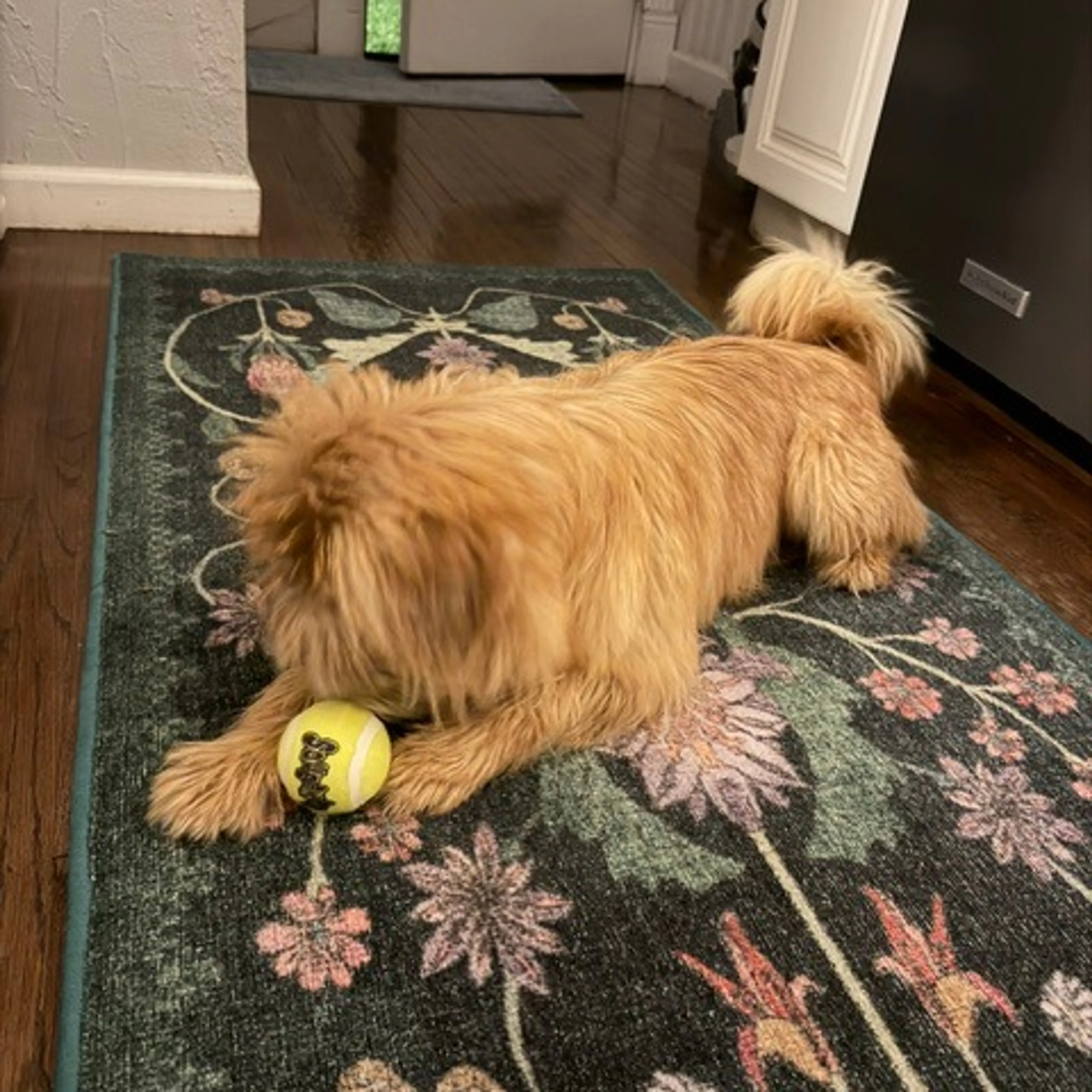 Found pet-8