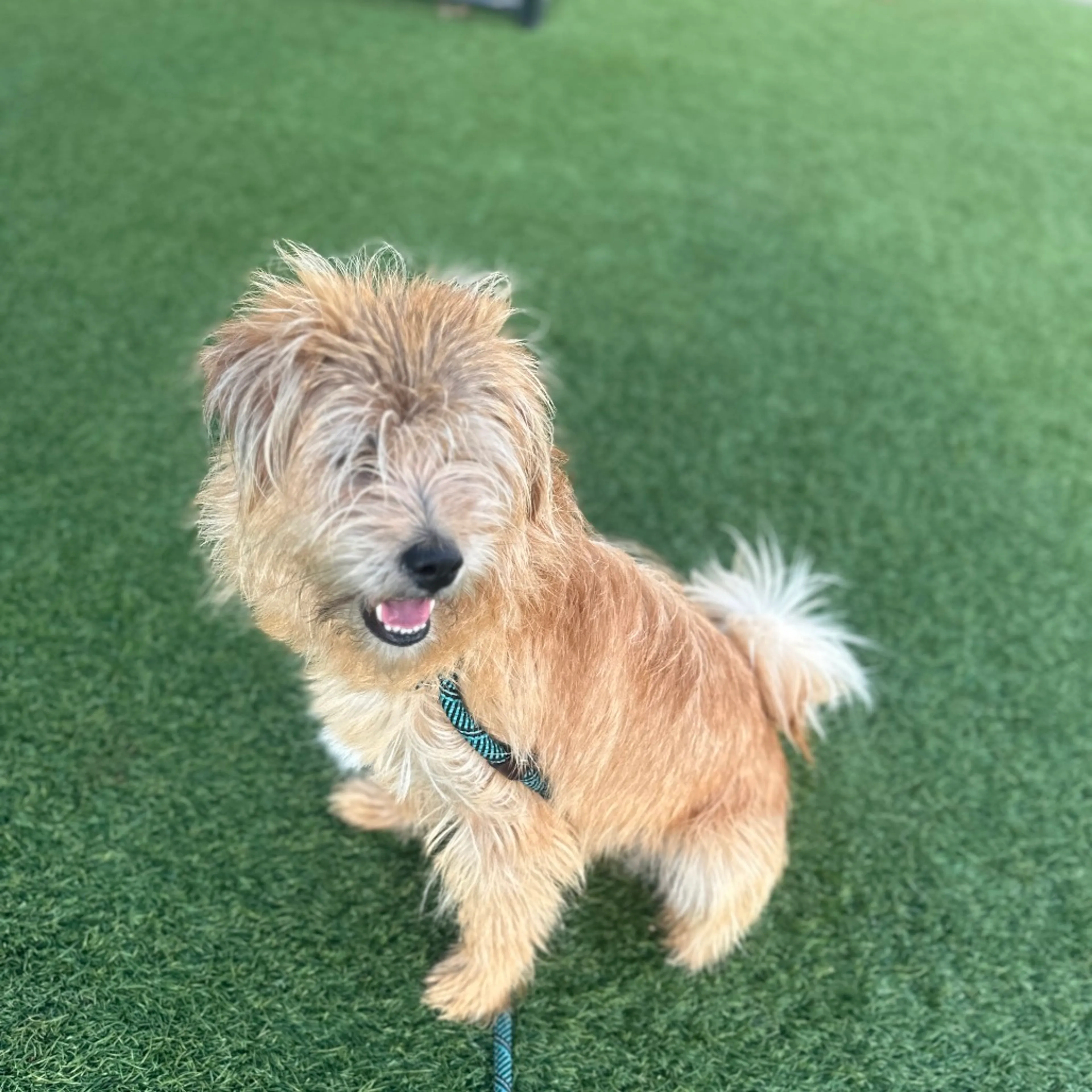 Found pet-5