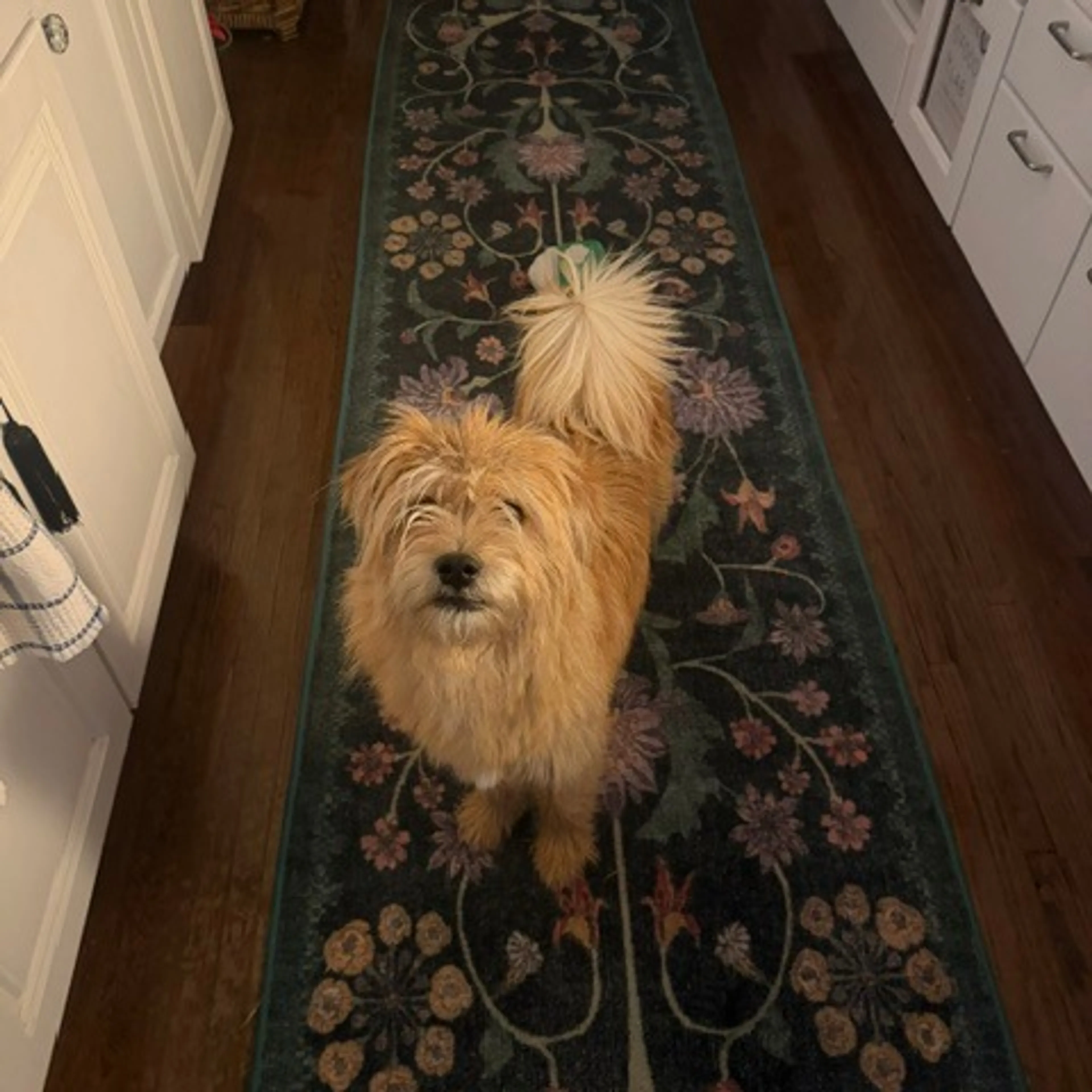 Found pet-10