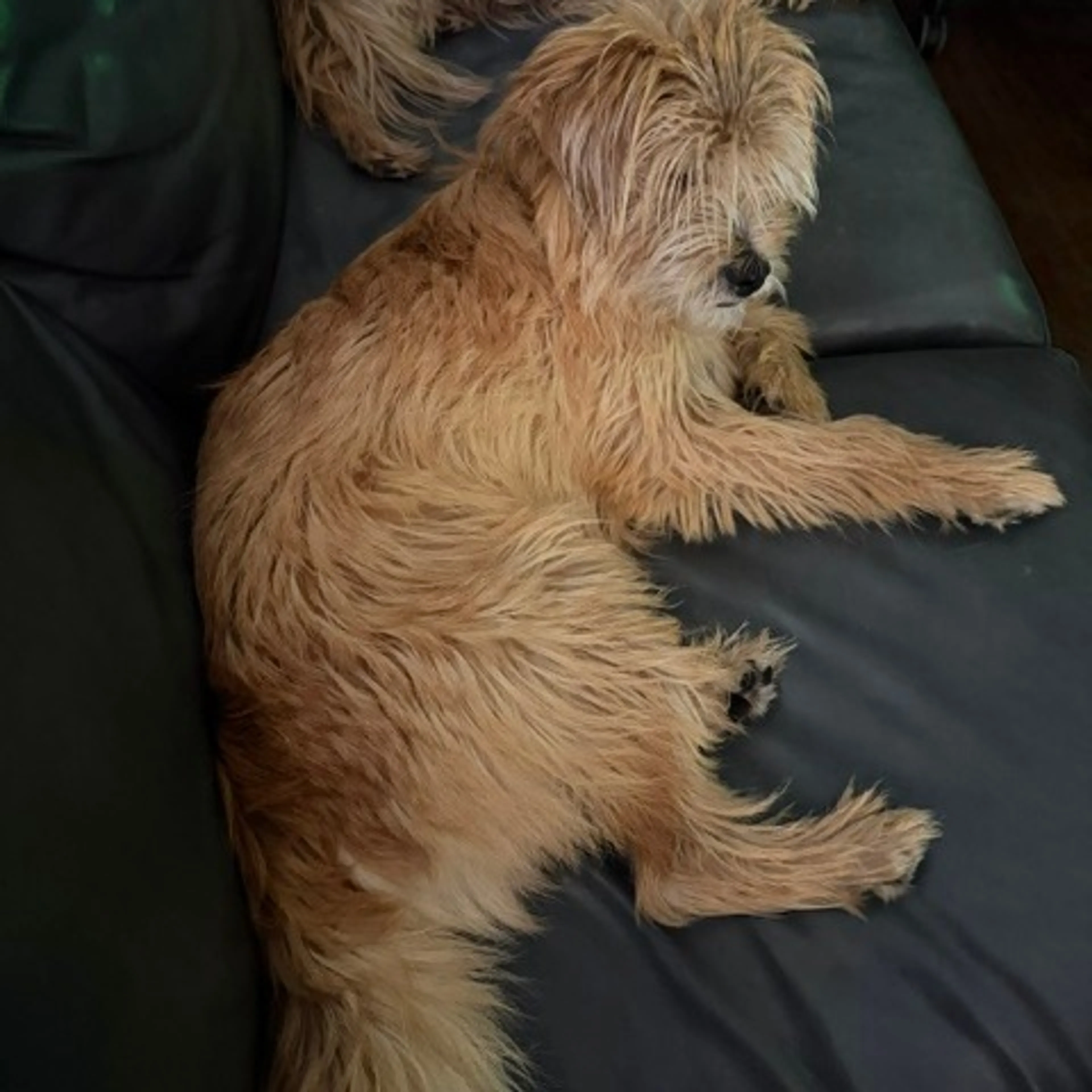 Found pet-6