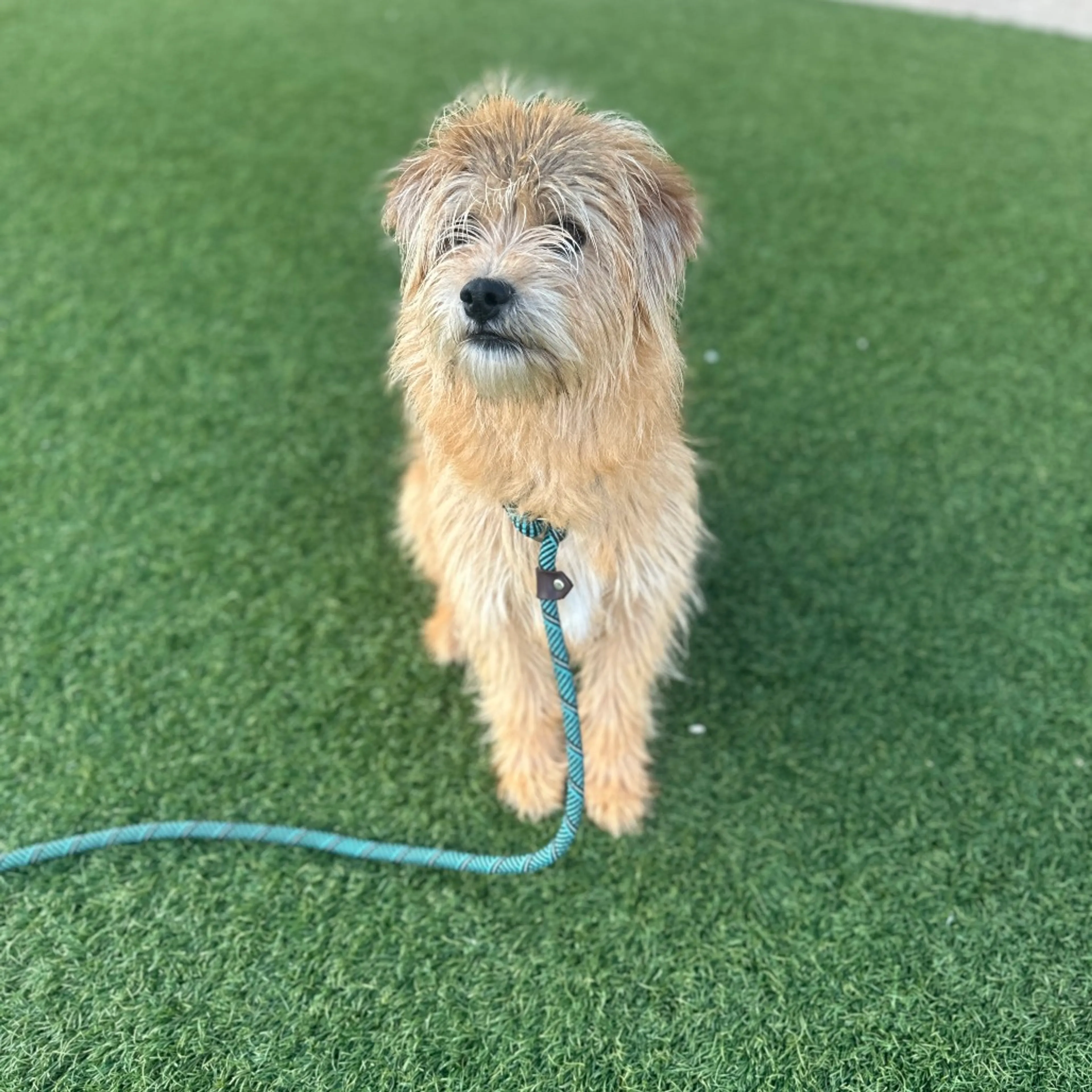 Found pet-1