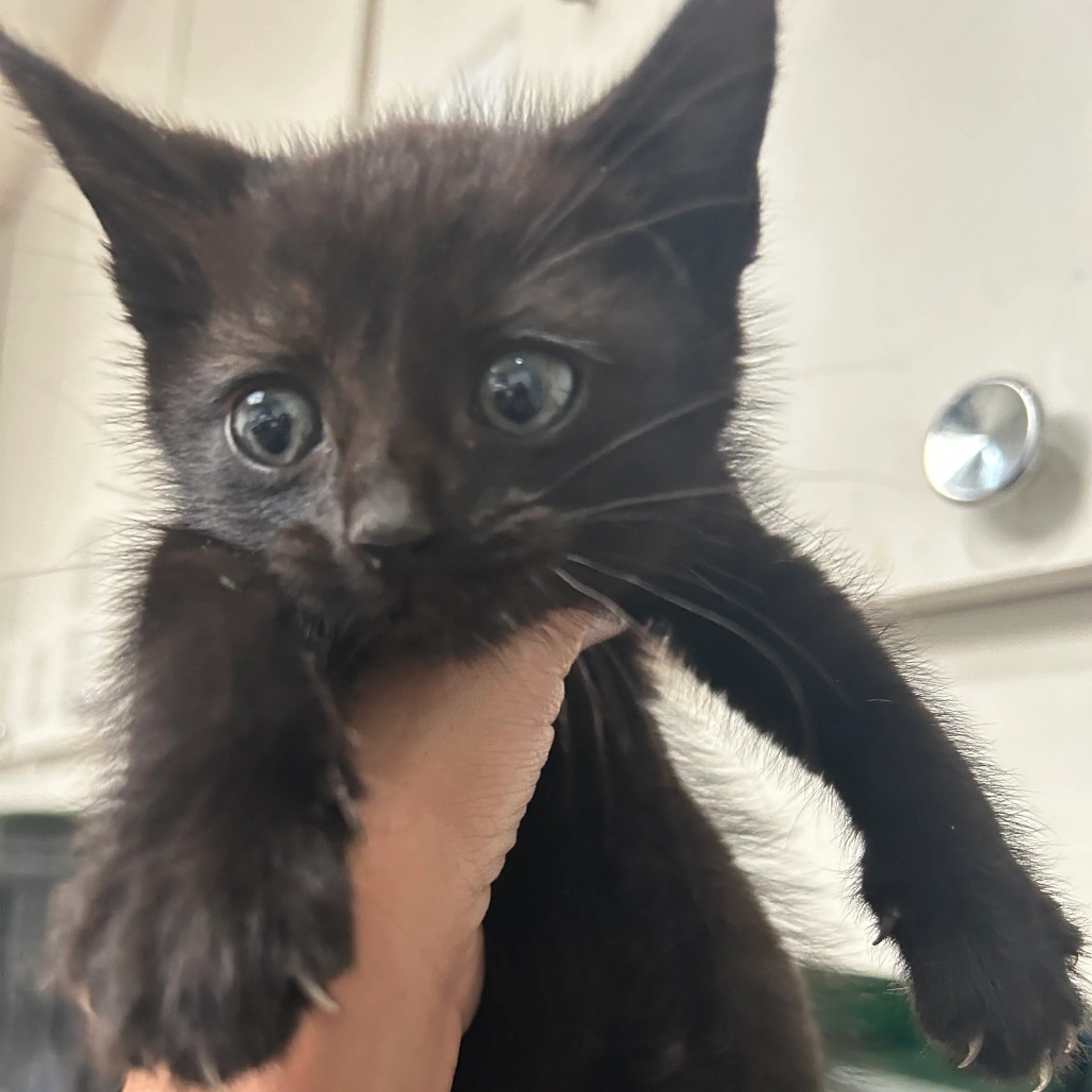 Found pet
