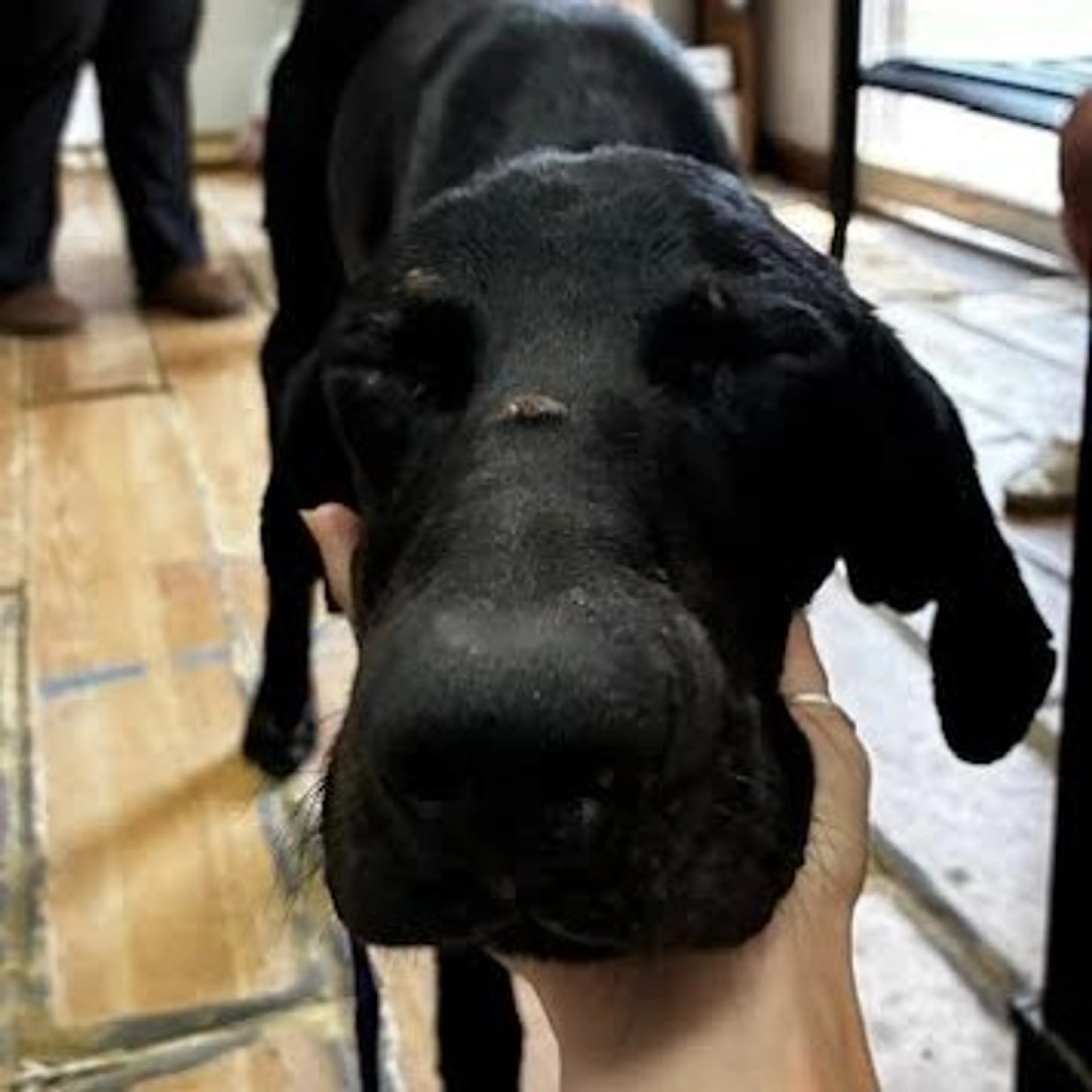 Found pet