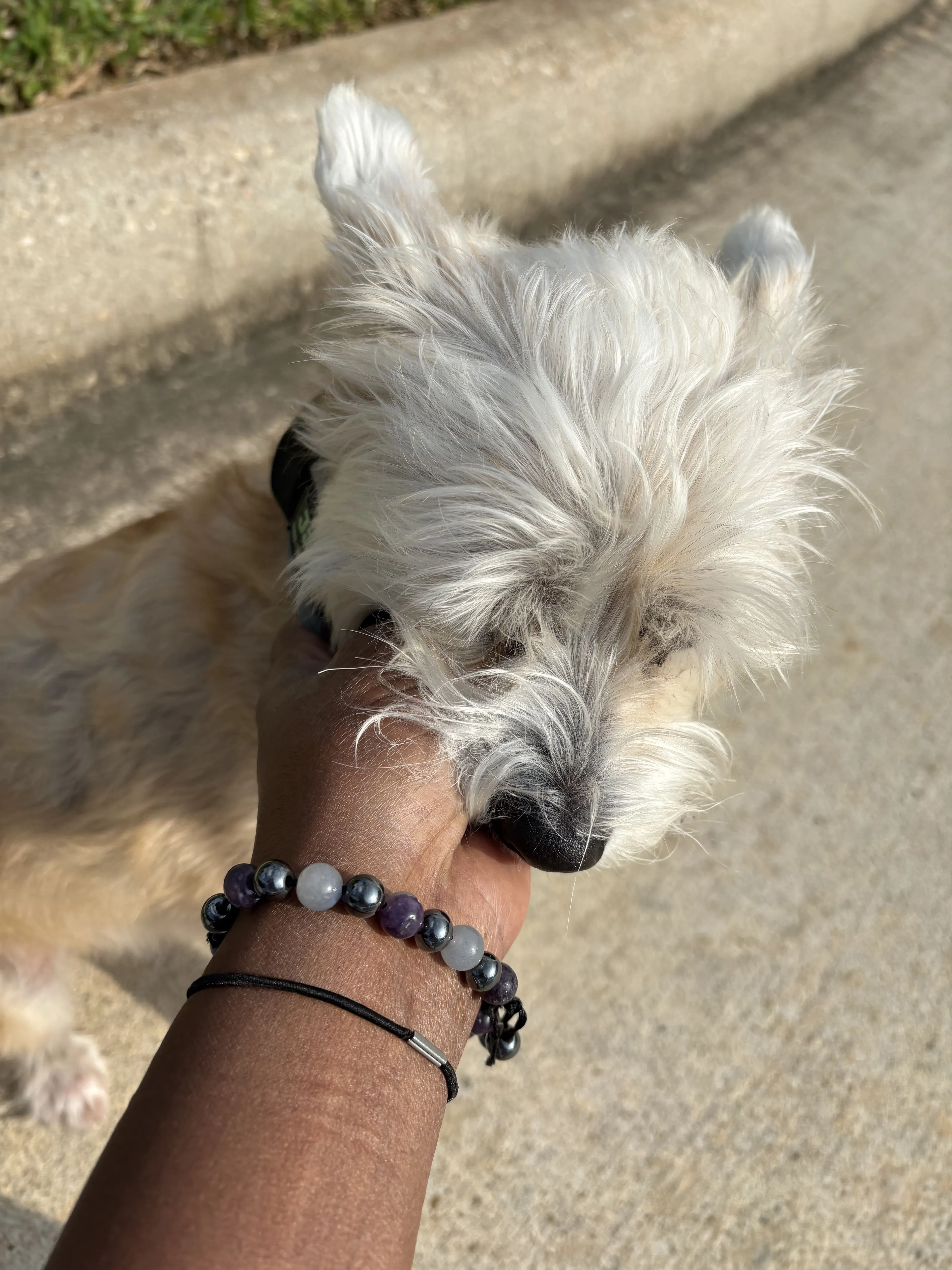 Lost pet