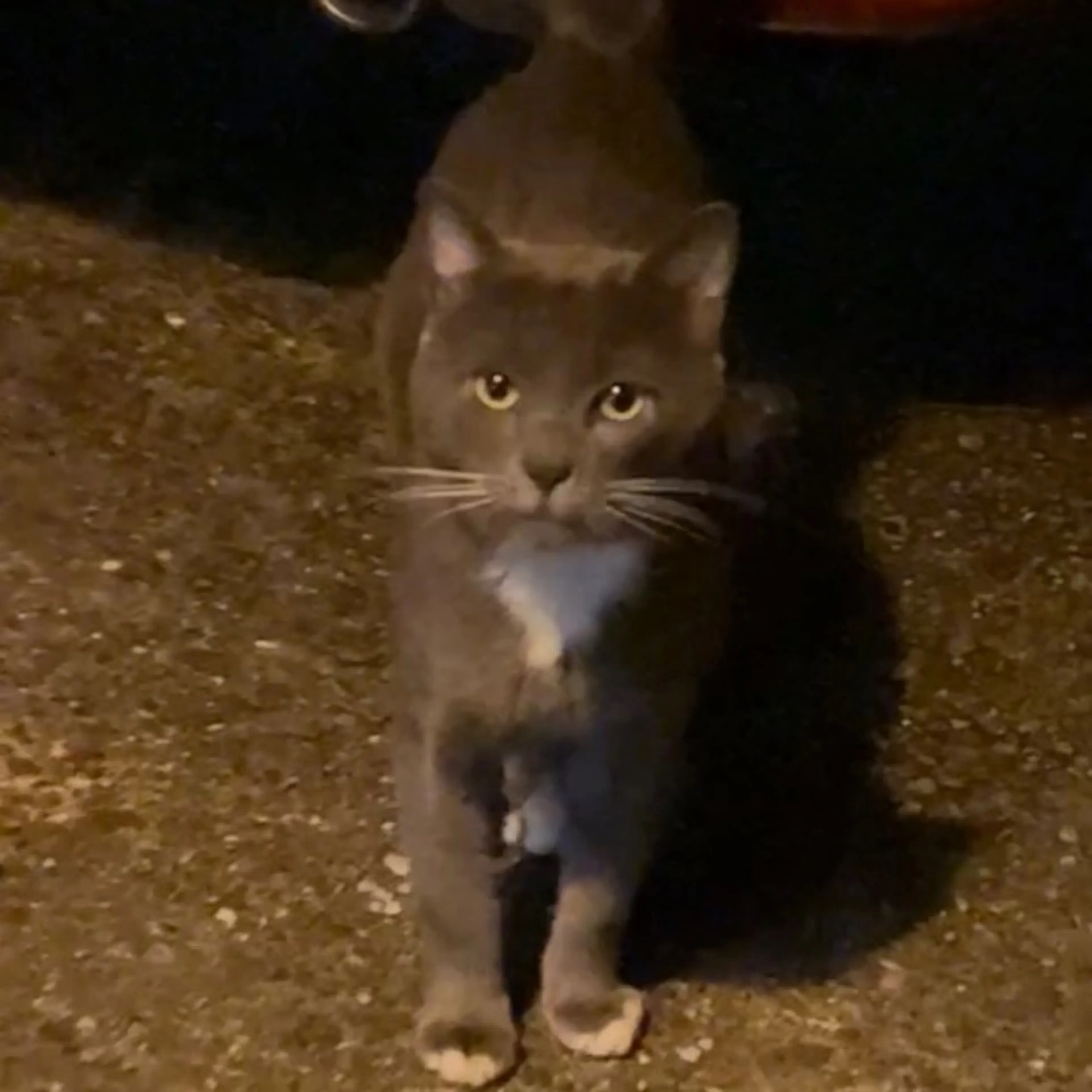 Found pet-0