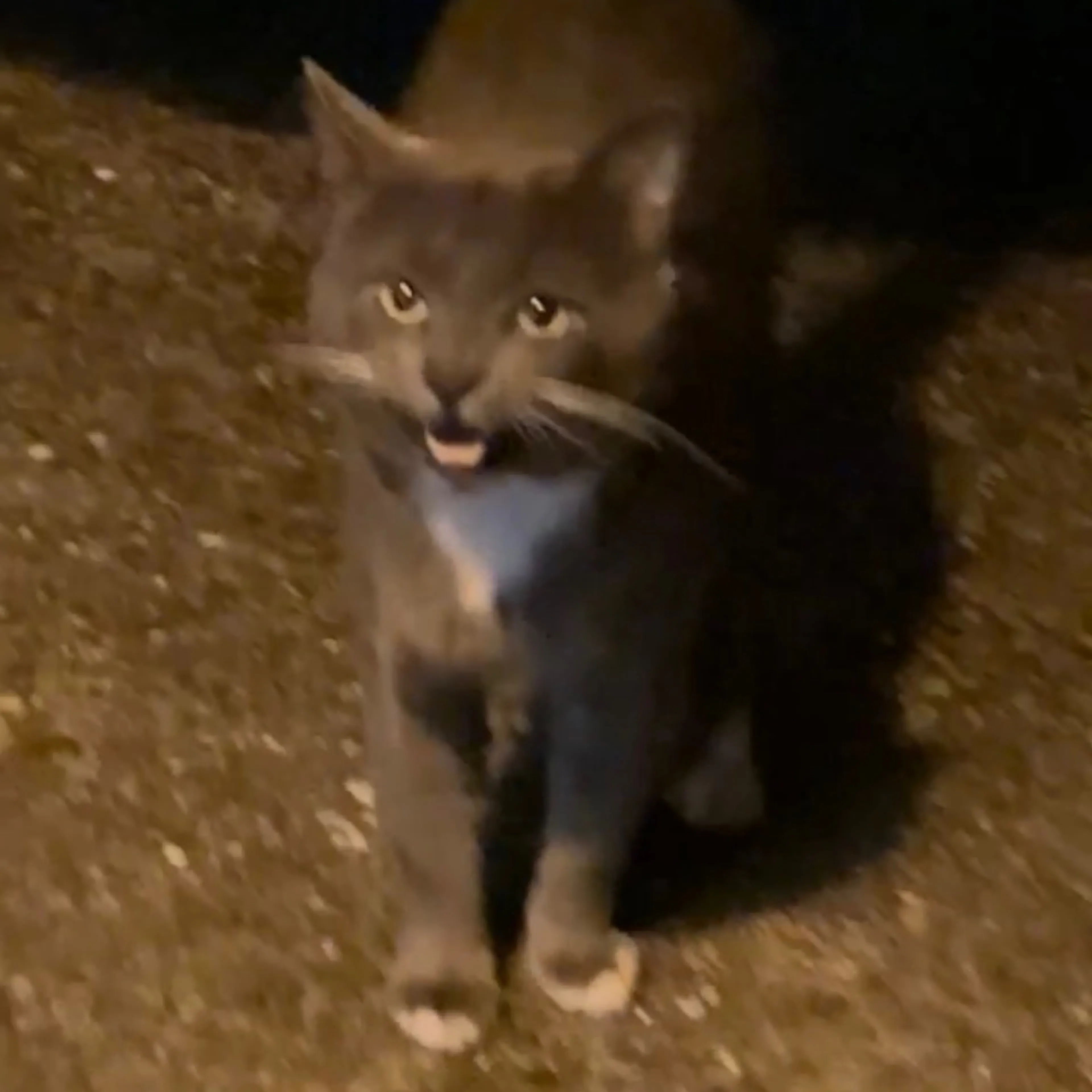 Found pet-1