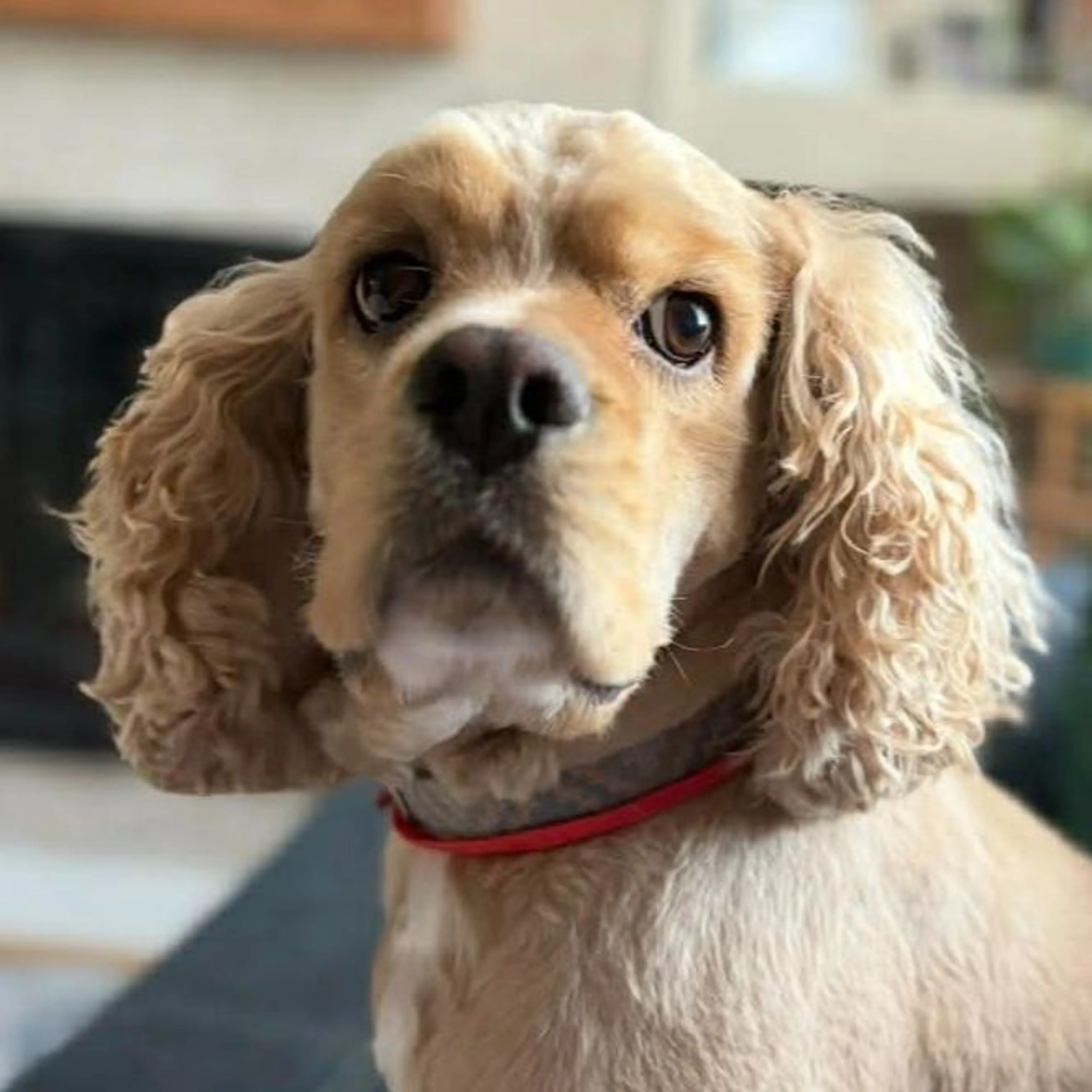 Lost pet