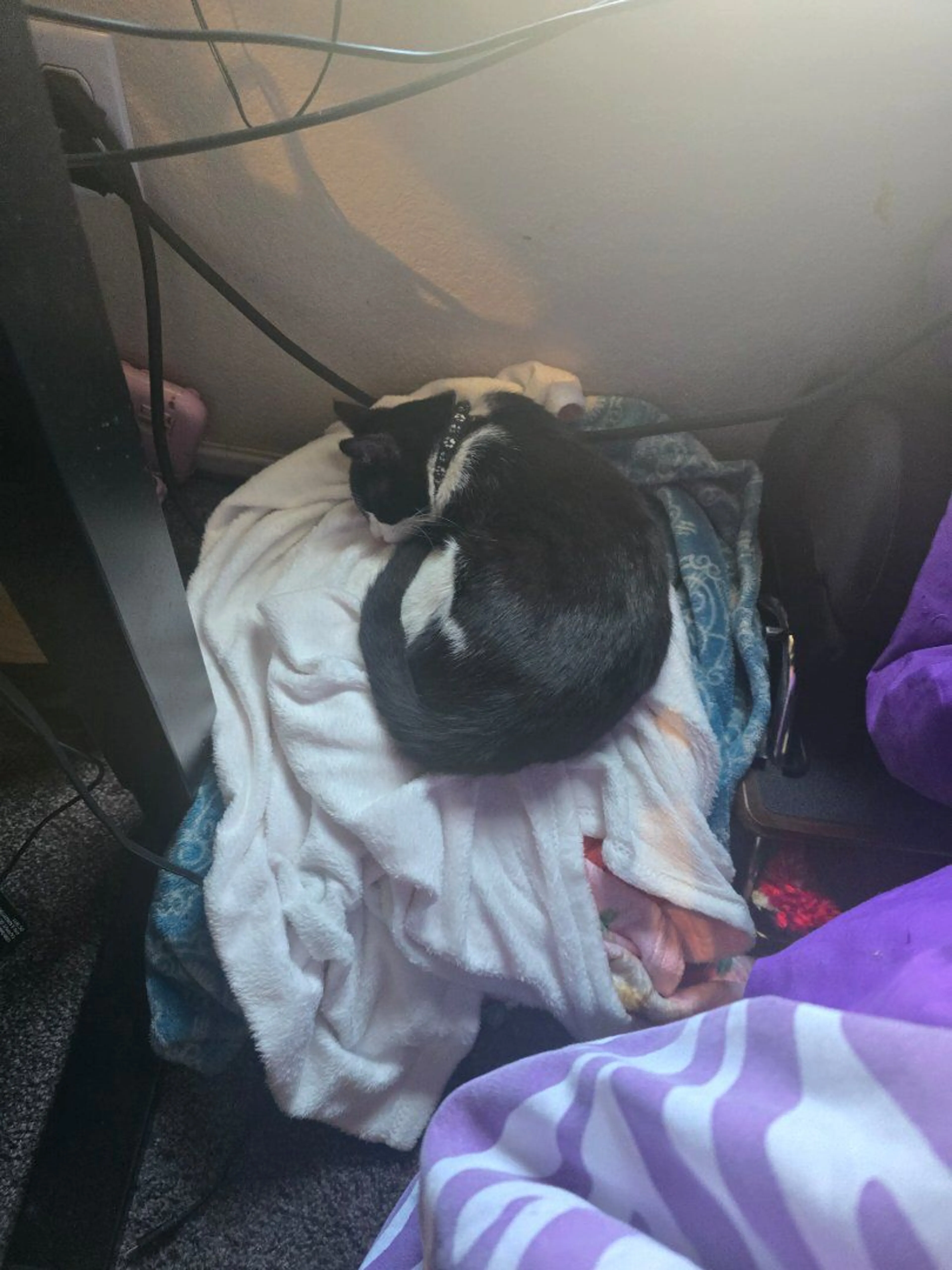 Lost pet-2