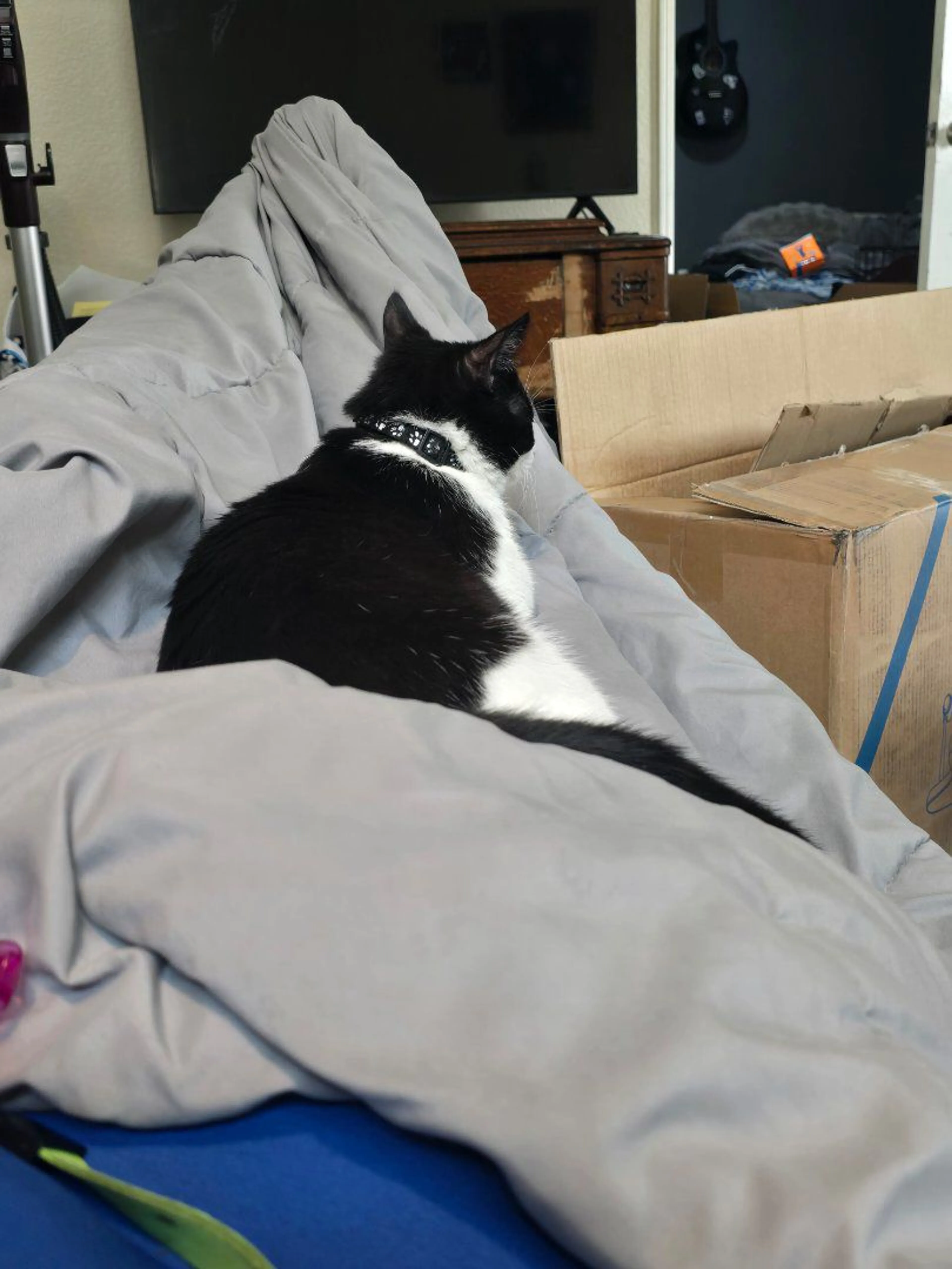 Lost pet-0
