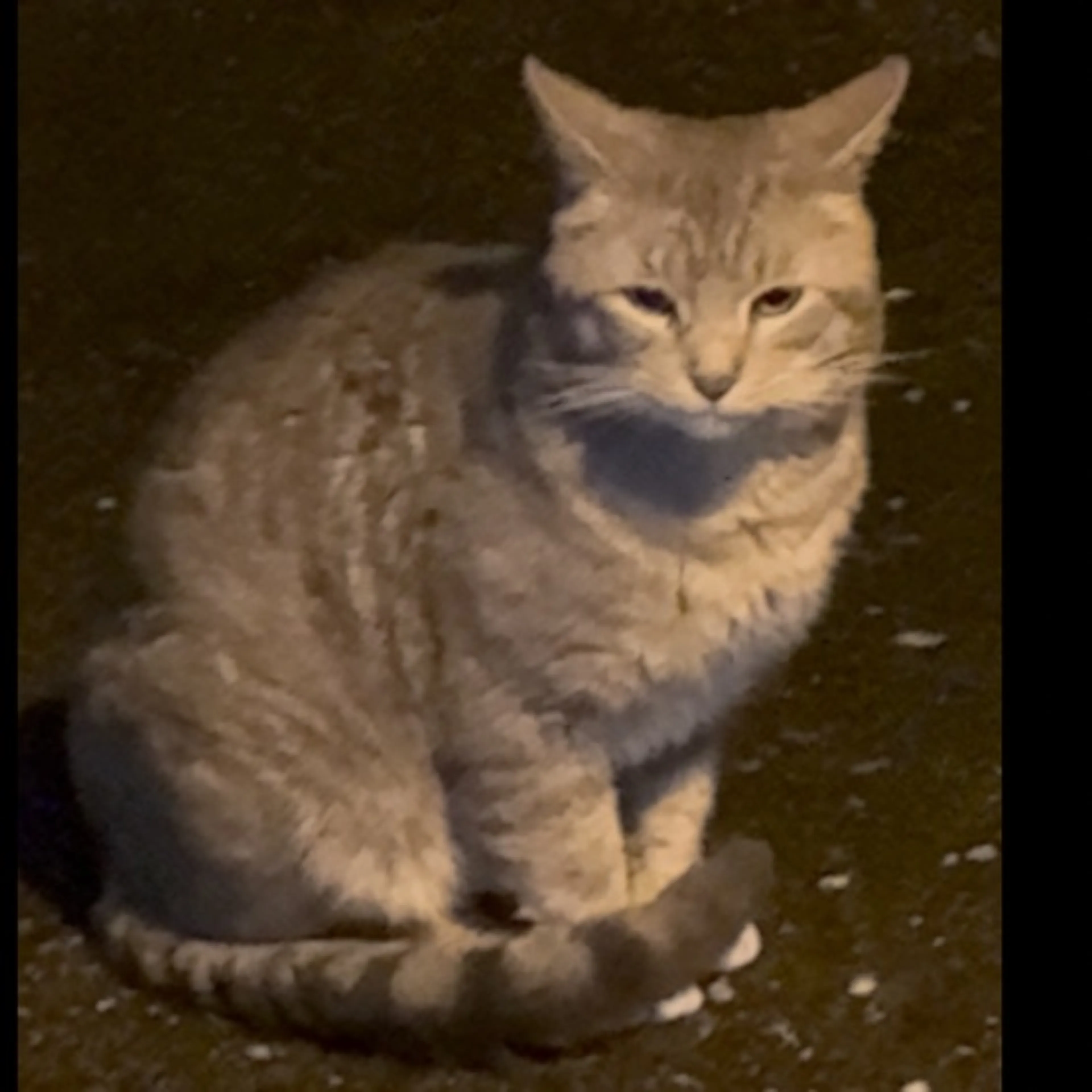 Found pet