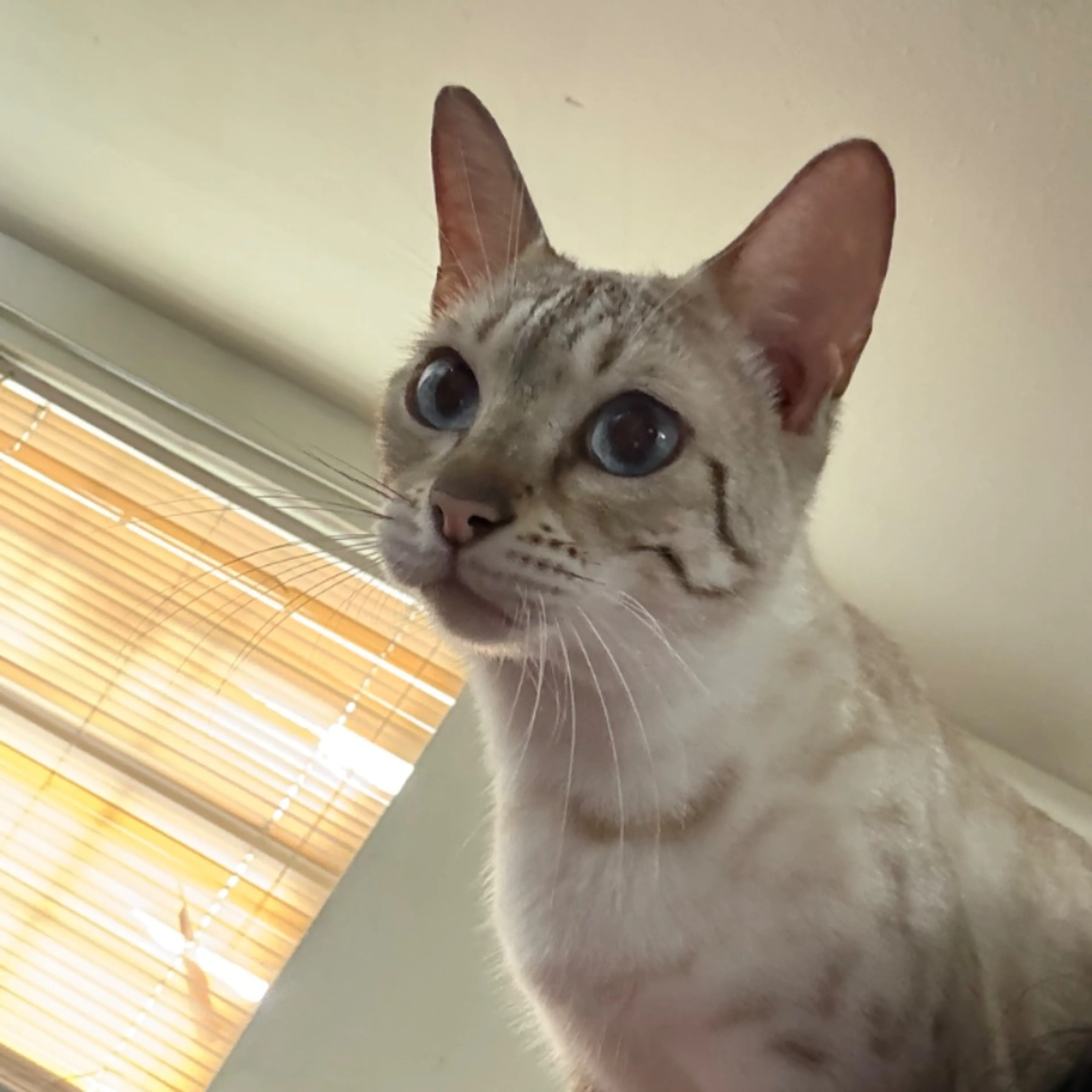 Lost pet