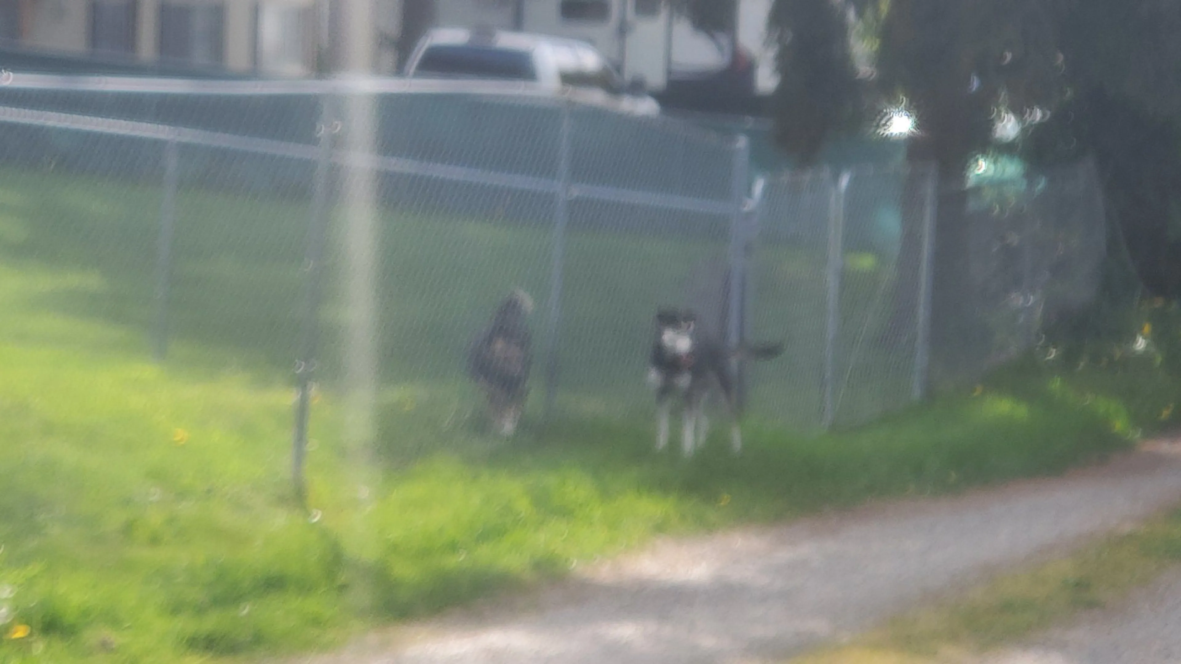 Lost pet-2