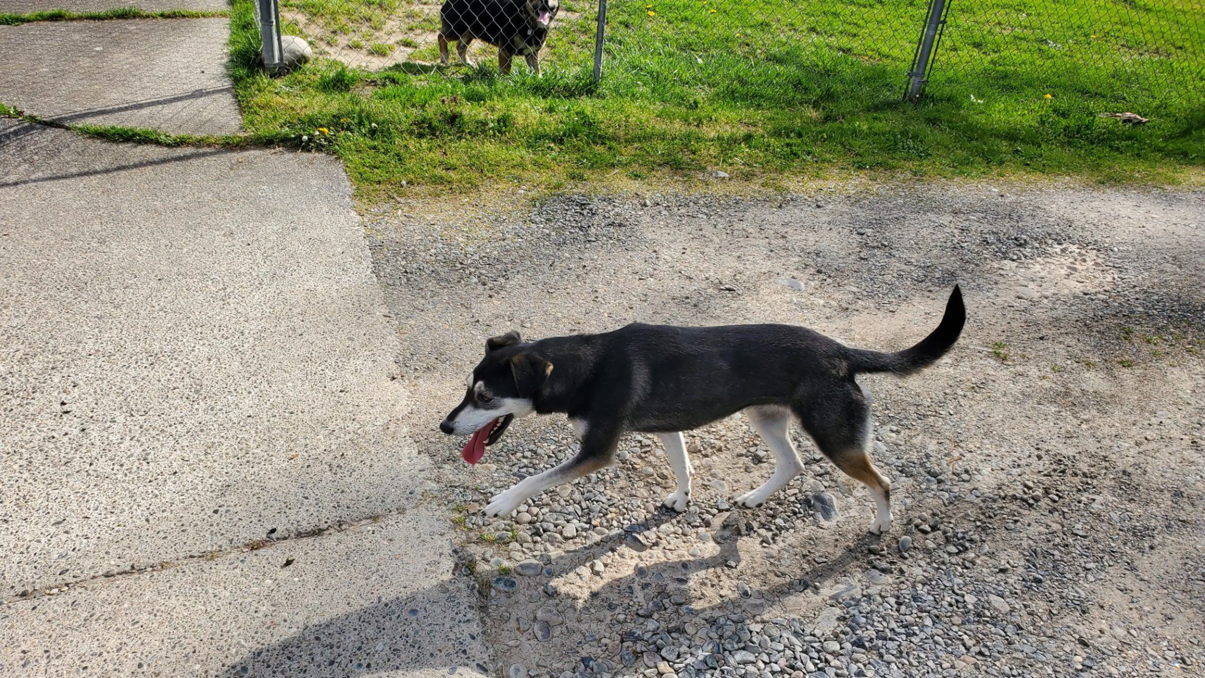 Lost pet-1