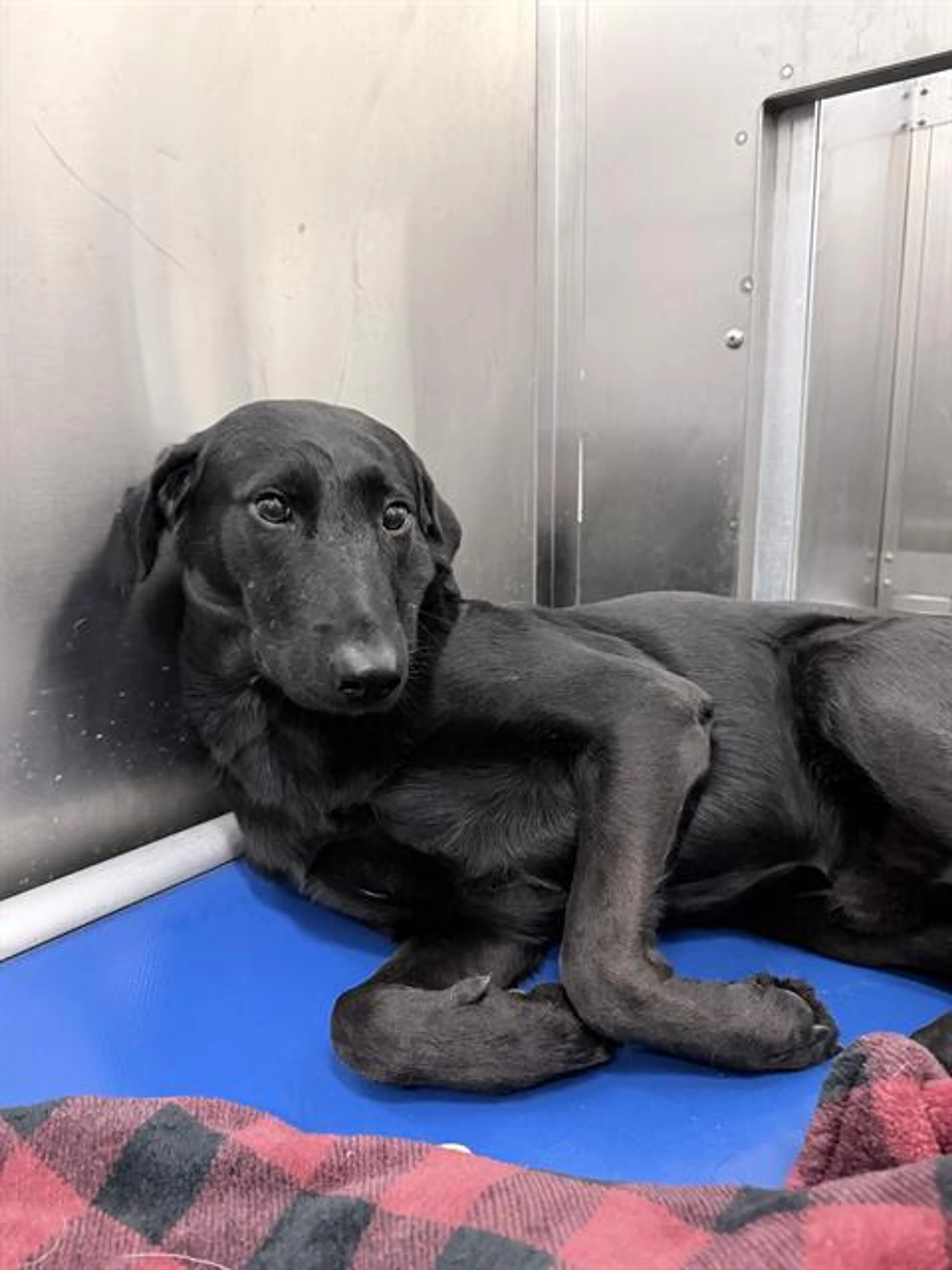Found pet