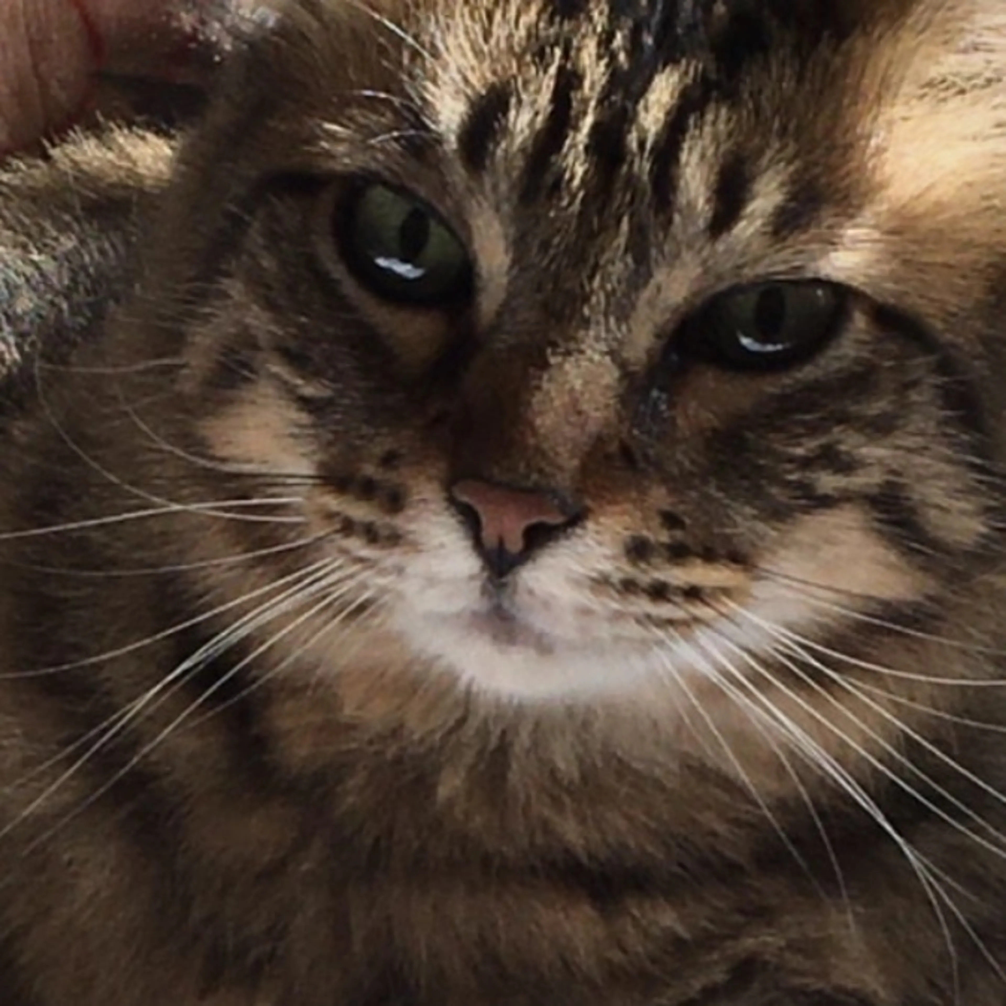 Lost pet