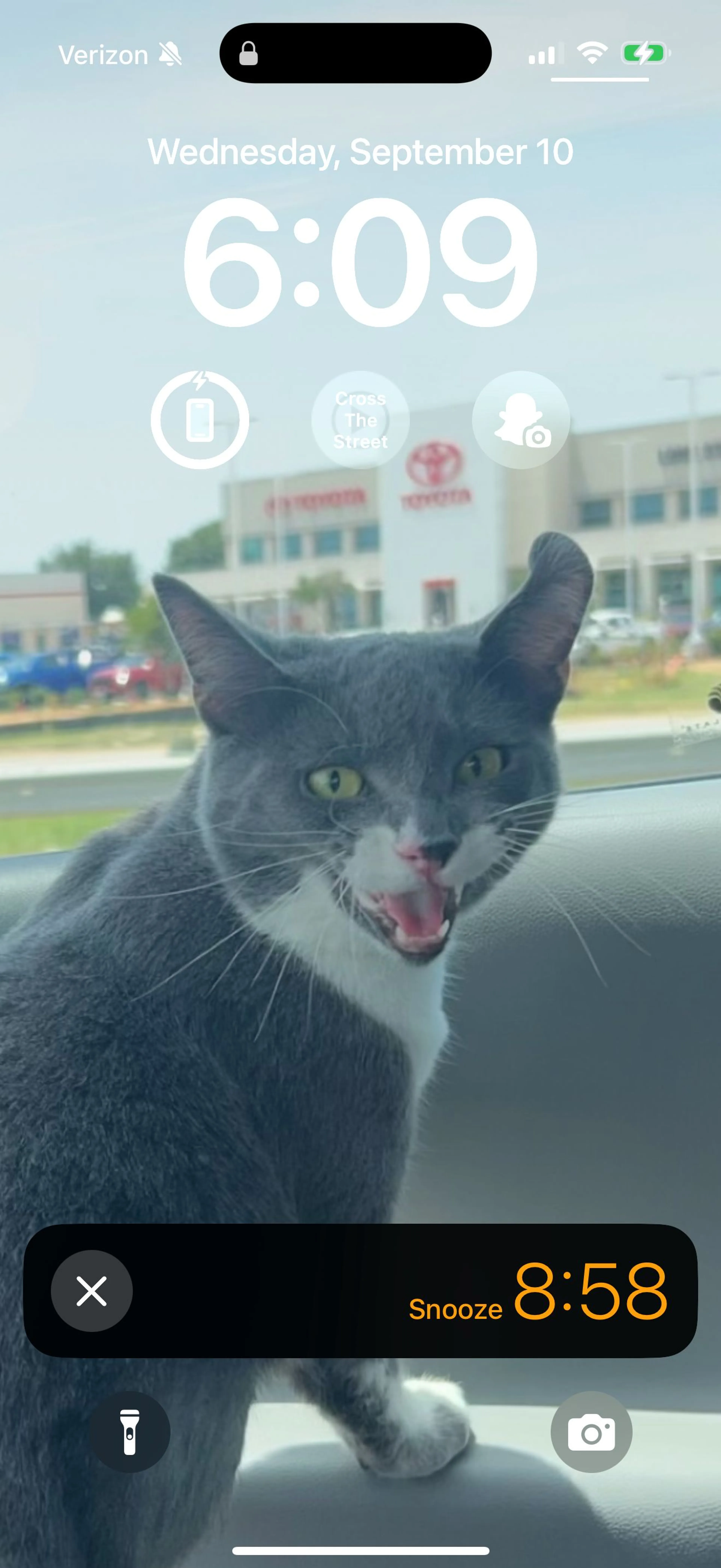 Lost pet-2