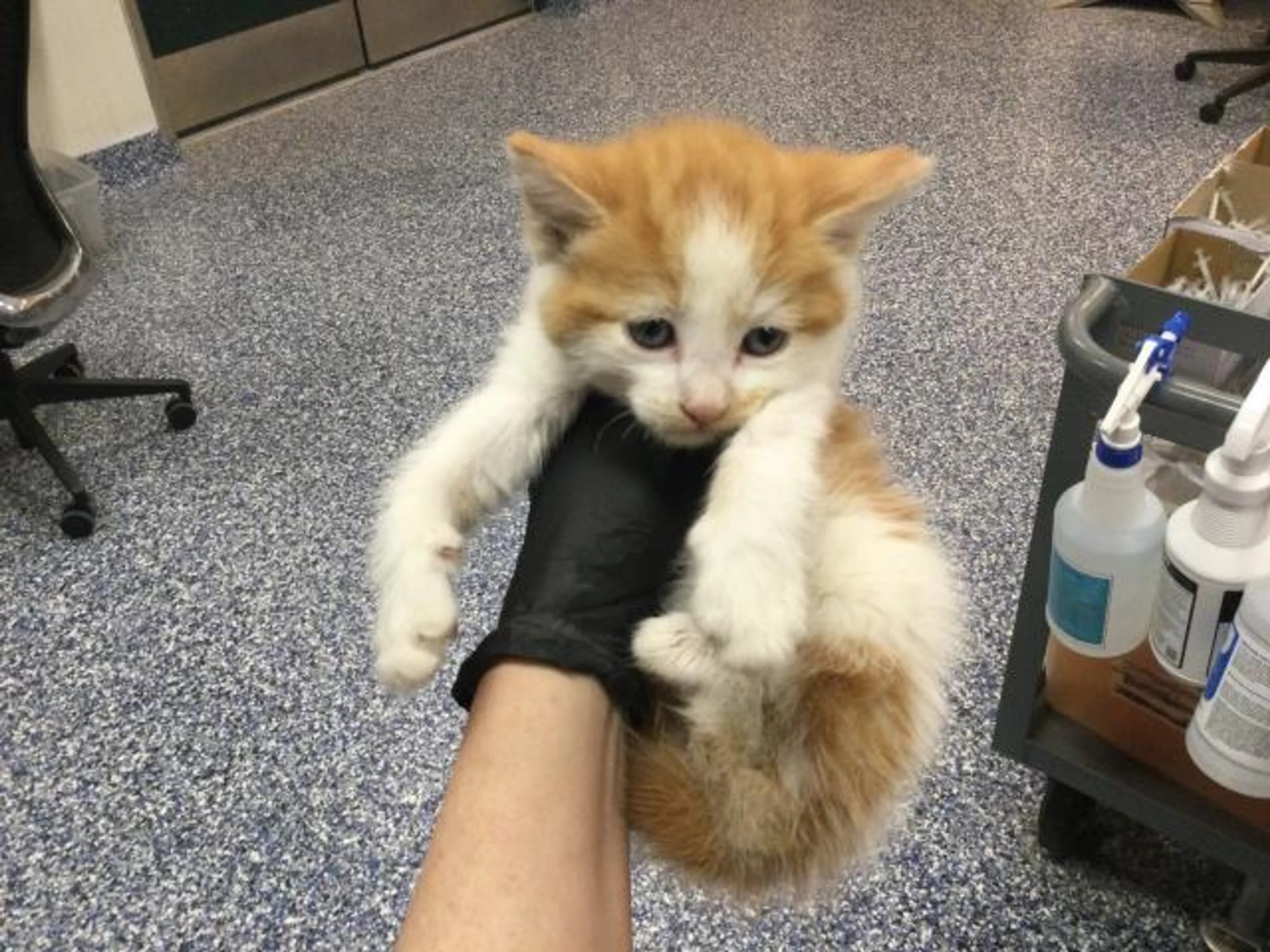 Found pet