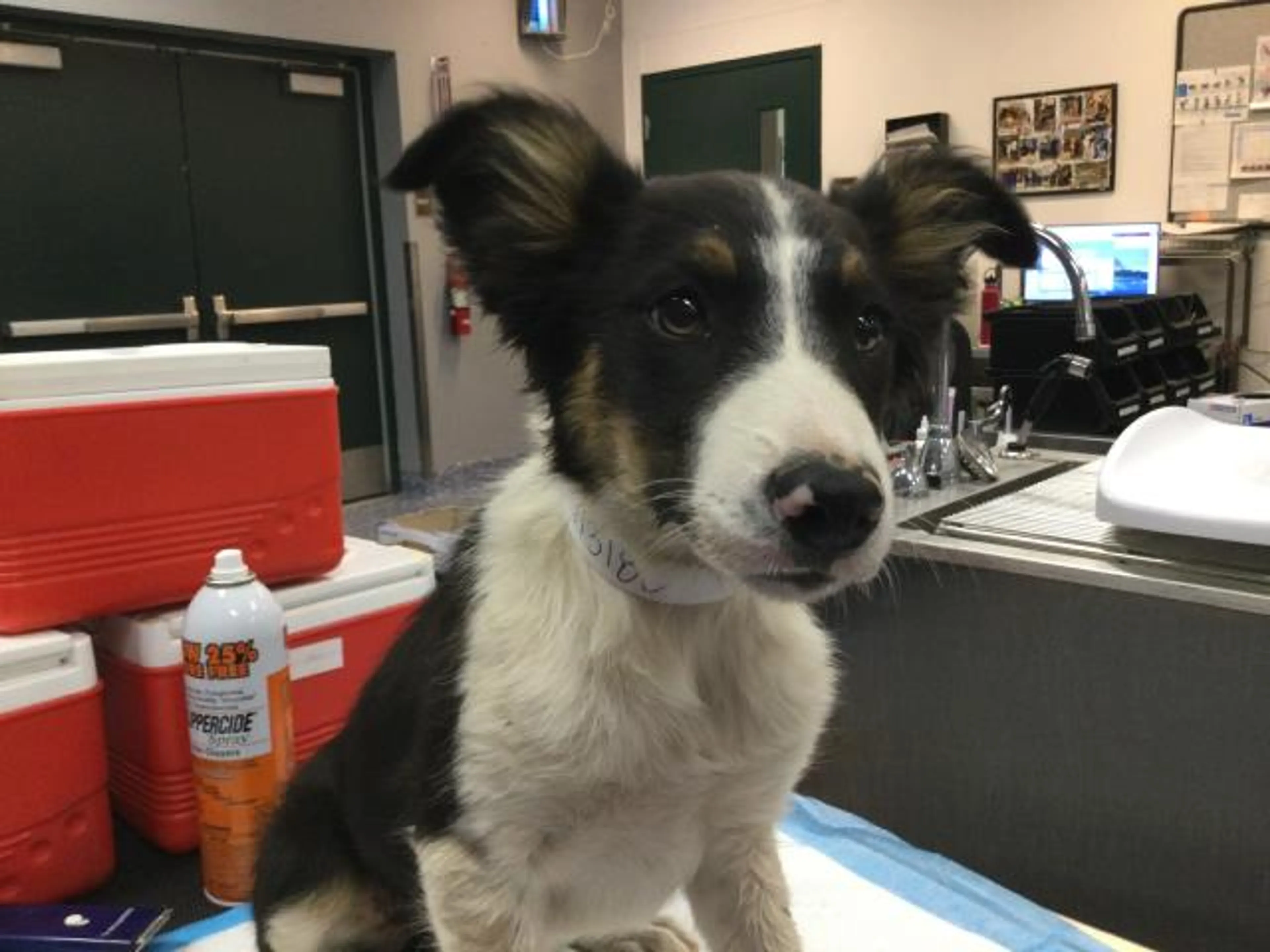Found pet