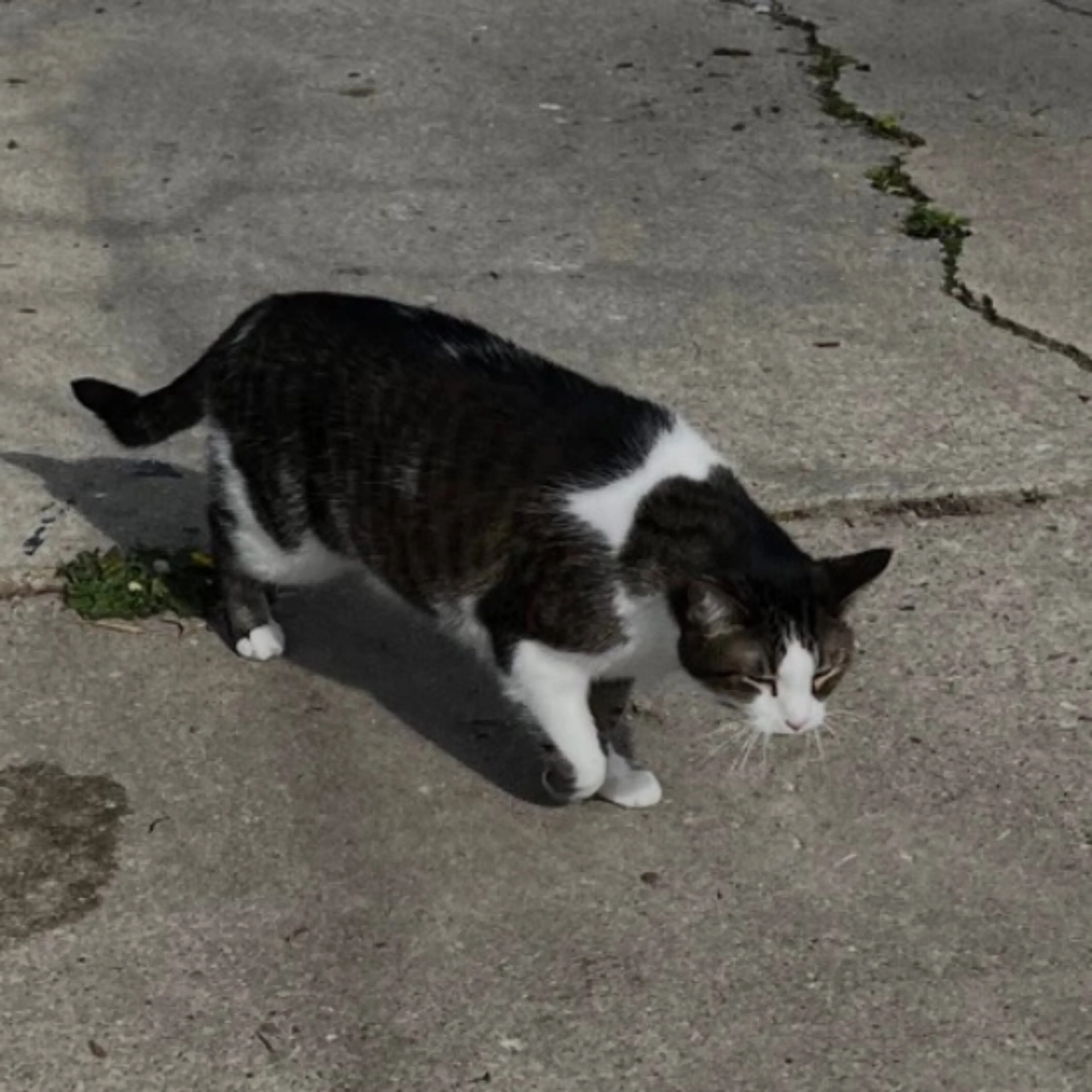 Lost pet