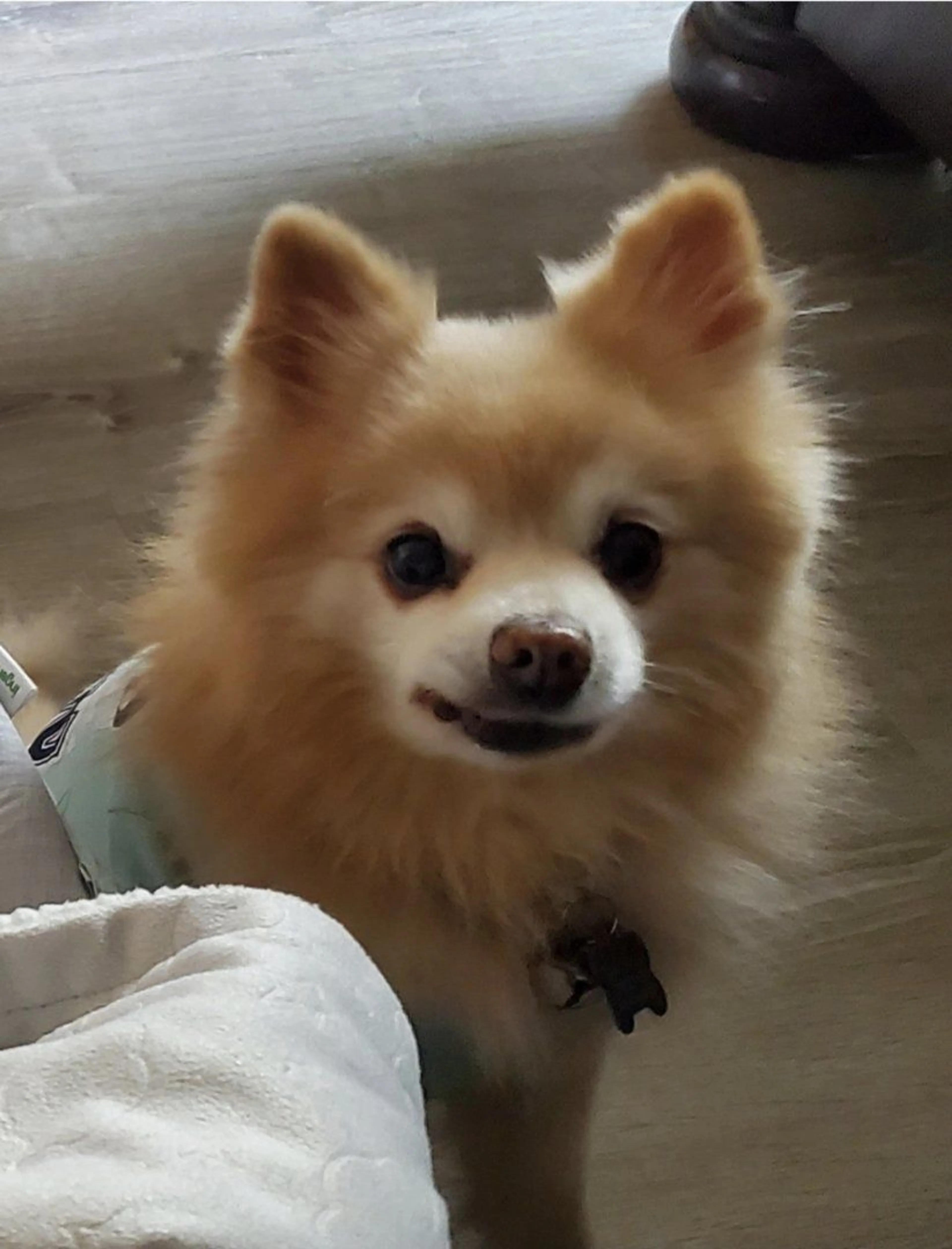 Lost pet