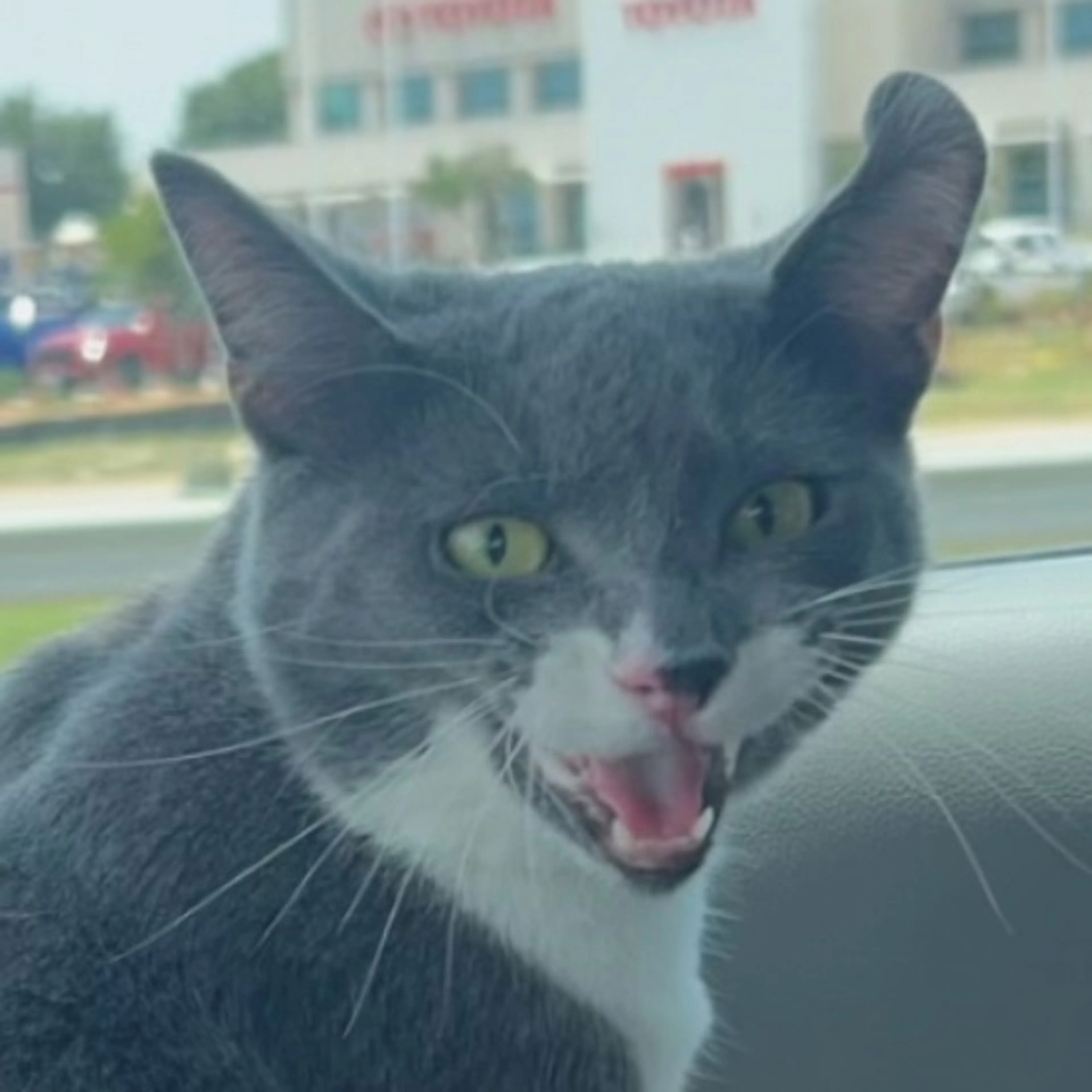 Lost pet-0